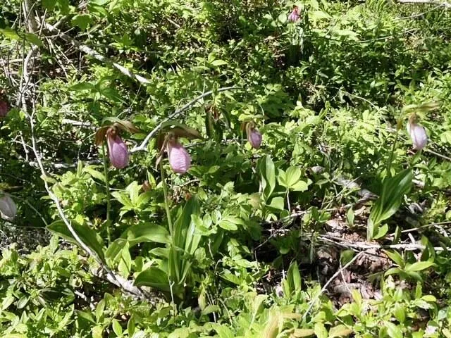 $290,440 | Lot 13-1 West Mcmann & Meadow Roads, Addison, ME 04606