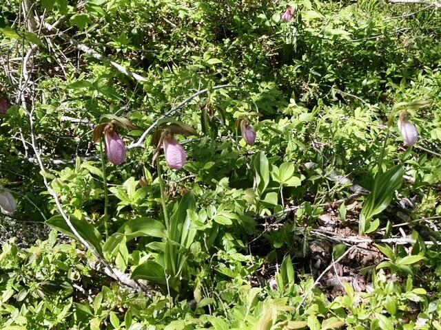 Lot 13-1 West Mcmann & Meadow Roads Addison, ME 04606 - Photo 19 of 88 ladyslippers