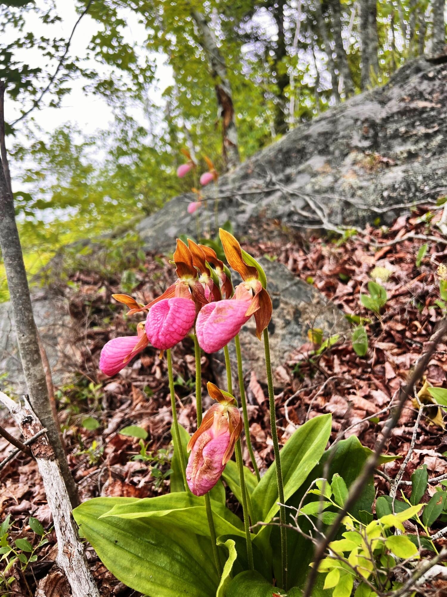 Lot 13-1 West Mcmann & Meadow Roads Addison, ME 04606 - Photo 20 of 88 ladyslippers2
