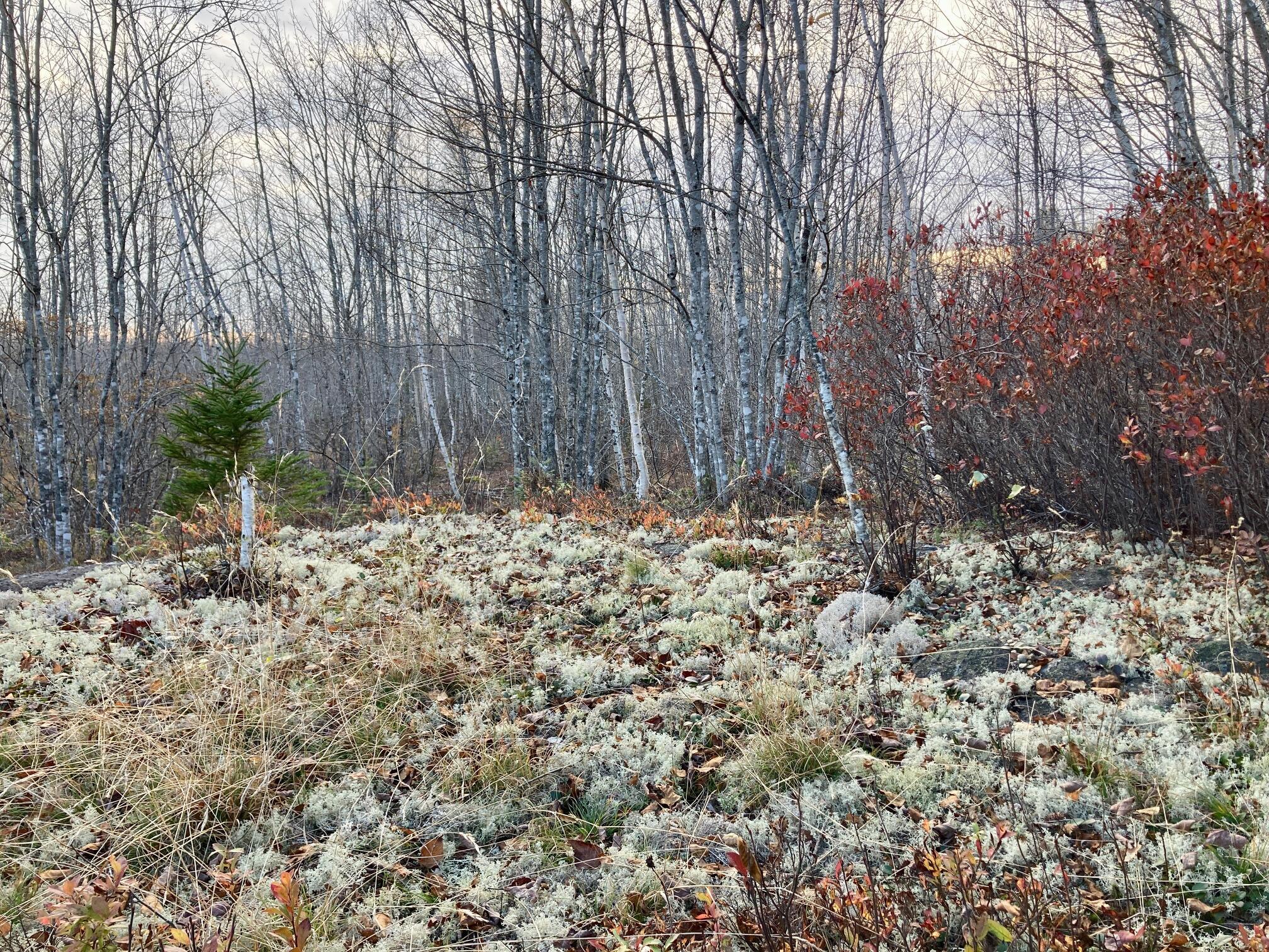 Lot 13-1 West Mcmann & Meadow Roads Addison, ME 04606 - Photo 23 of 88 MossOnFoxHillLot