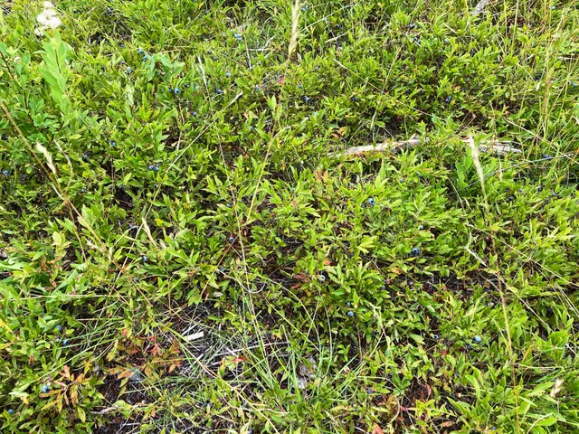 $290,440 | Lot 13-1 West Mcmann & Meadow Roads, Addison, ME 04606