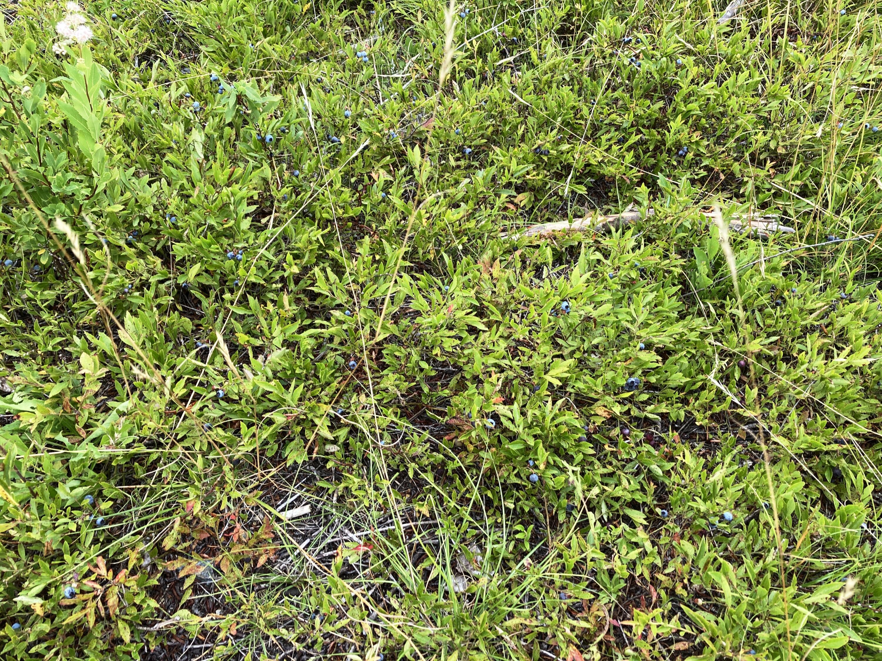 Lot 13-1 West Mcmann & Meadow Roads Addison, ME 04606 - Photo 25 of 88 PorcupineOldBlueberryGround