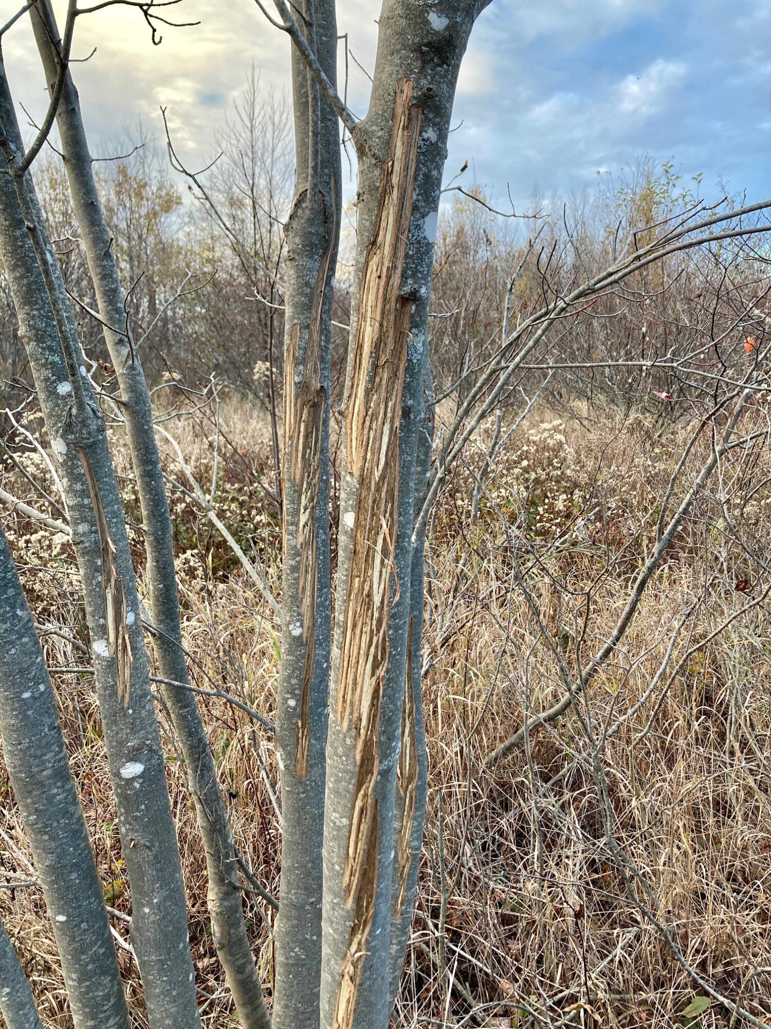 Lot 13-1 West Mcmann & Meadow Roads Addison, ME 04606 - Photo 26 of 88 Rubs