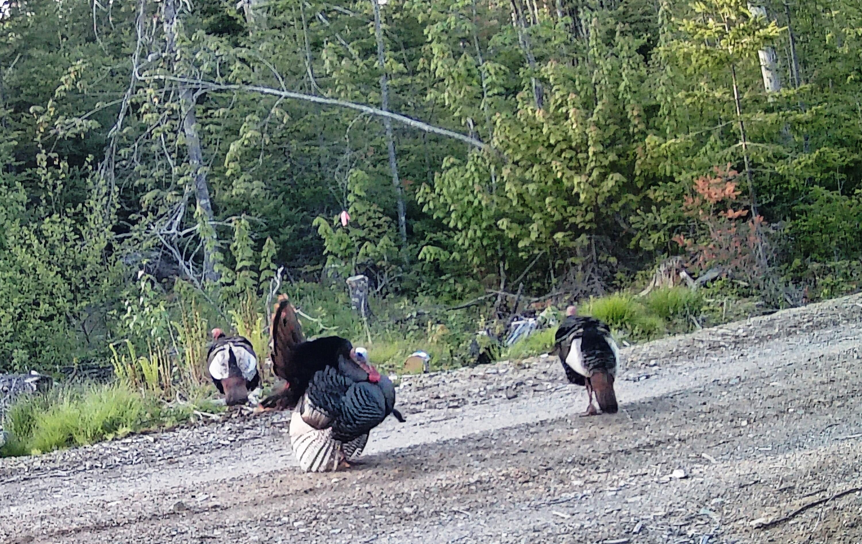 Lot 13-1 West Mcmann & Meadow Roads Addison, ME 04606 - Photo 27 of 88 turkeys
