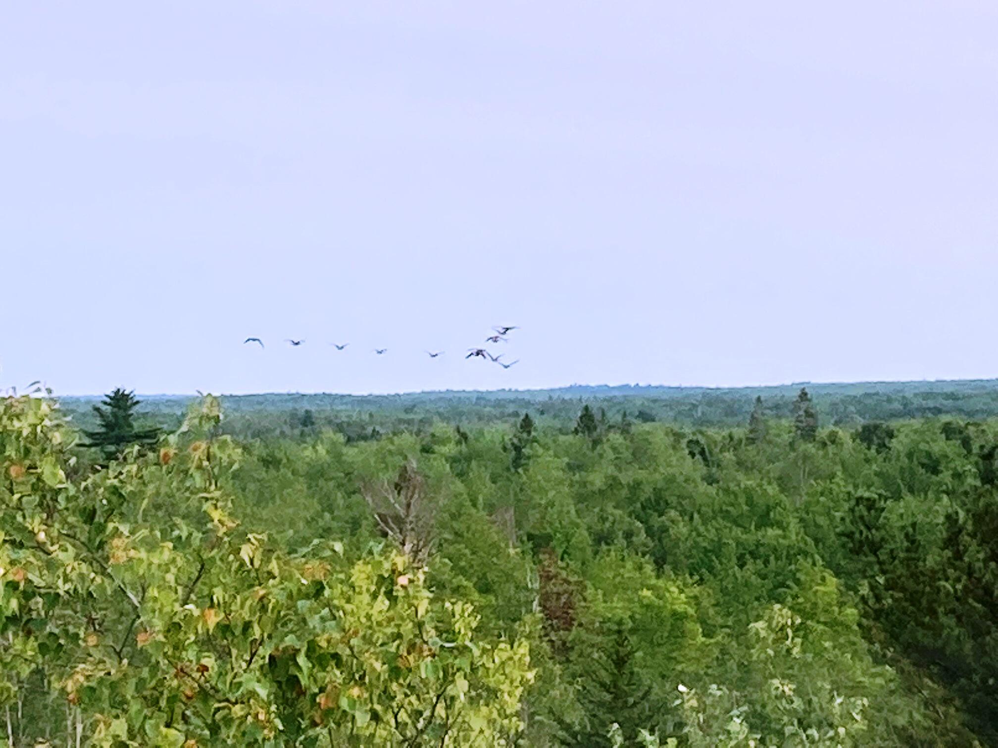 Lot 13-1 West Mcmann & Meadow Roads Addison, ME 04606 - Photo 28 of 88 UpWithTheGeese