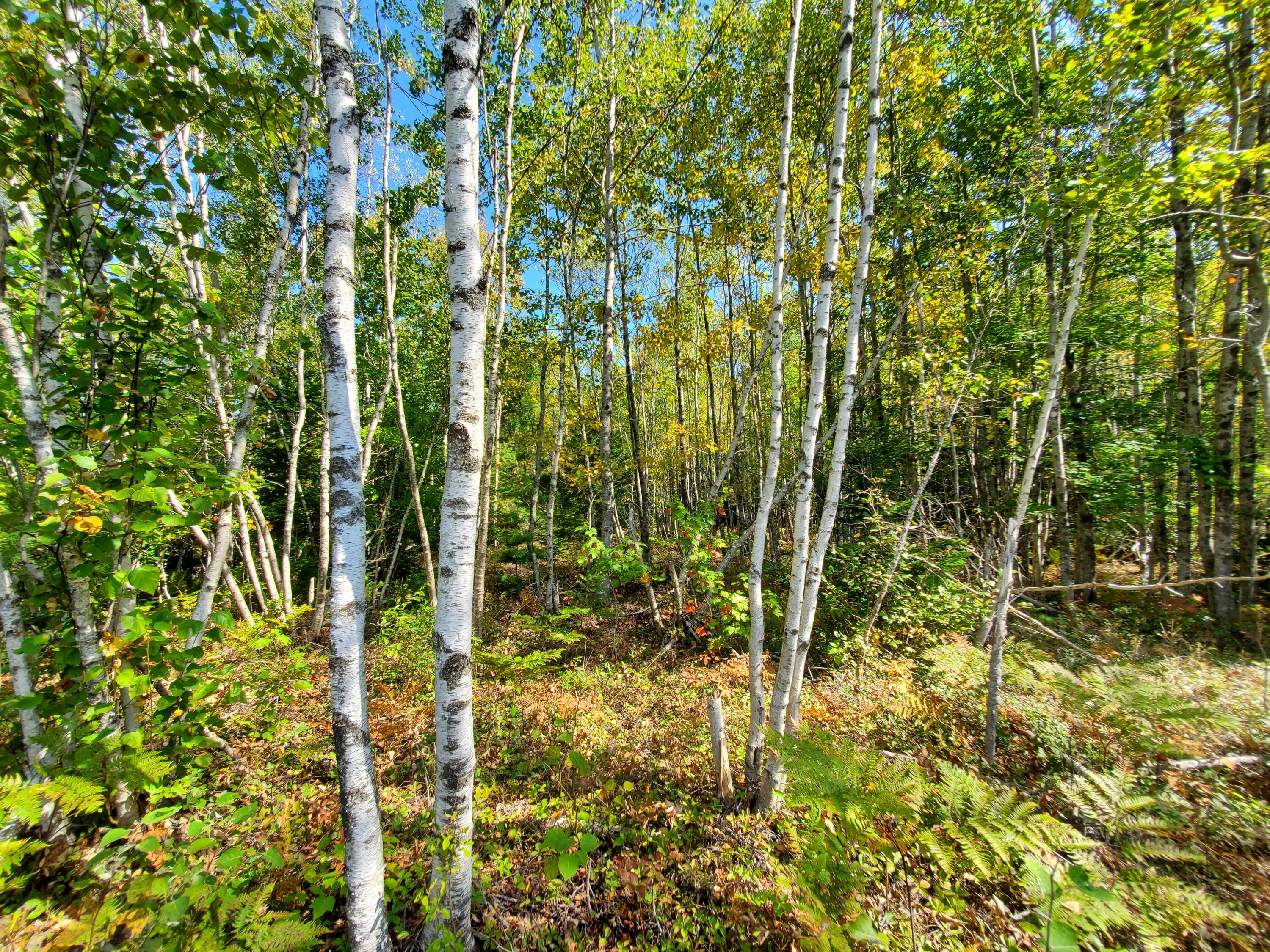 Lot 13-1 West Mcmann & Meadow Roads Addison, ME 04606 - Photo 37 of 88 20240914_111326