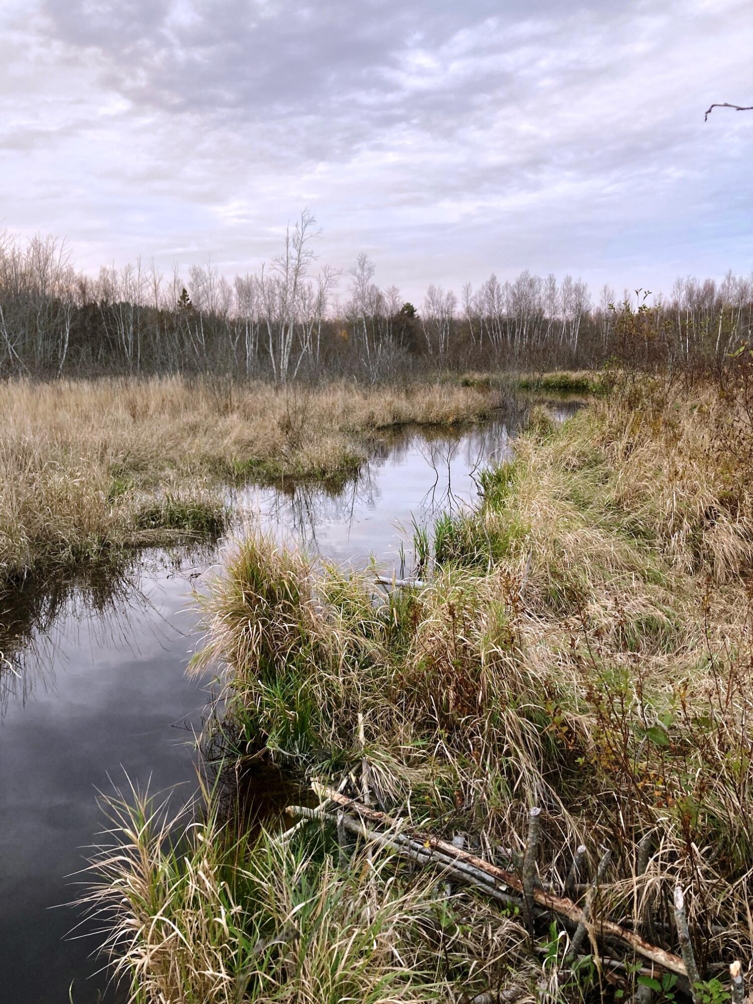 Lot 13-1 West Mcmann & Meadow Roads Addison, ME 04606 - Photo 6 of 88 BeaverPond2