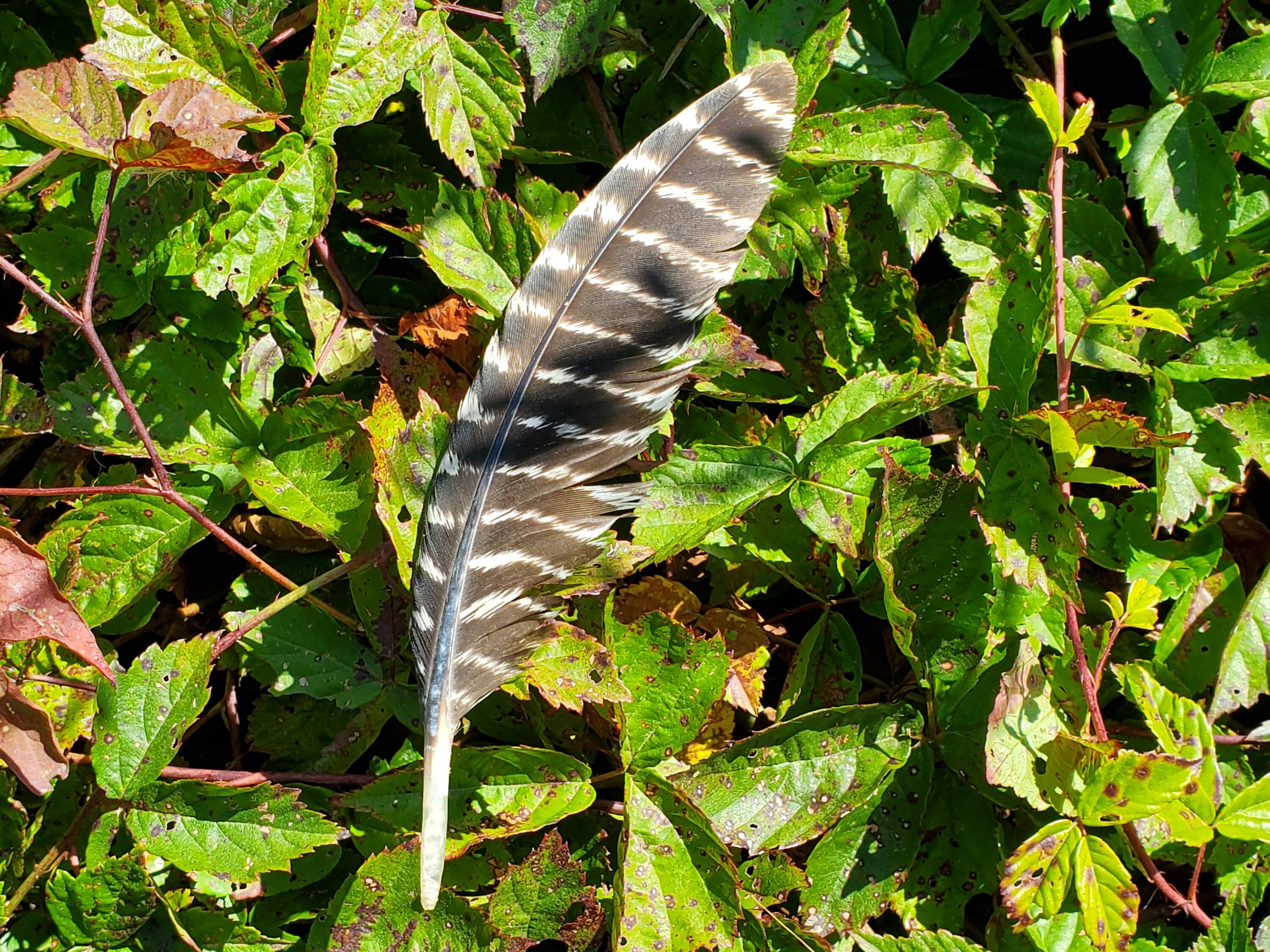 Lot 13-1 West Mcmann & Meadow Roads Addison, ME 04606 - Photo 75 of 88 Turkey feather