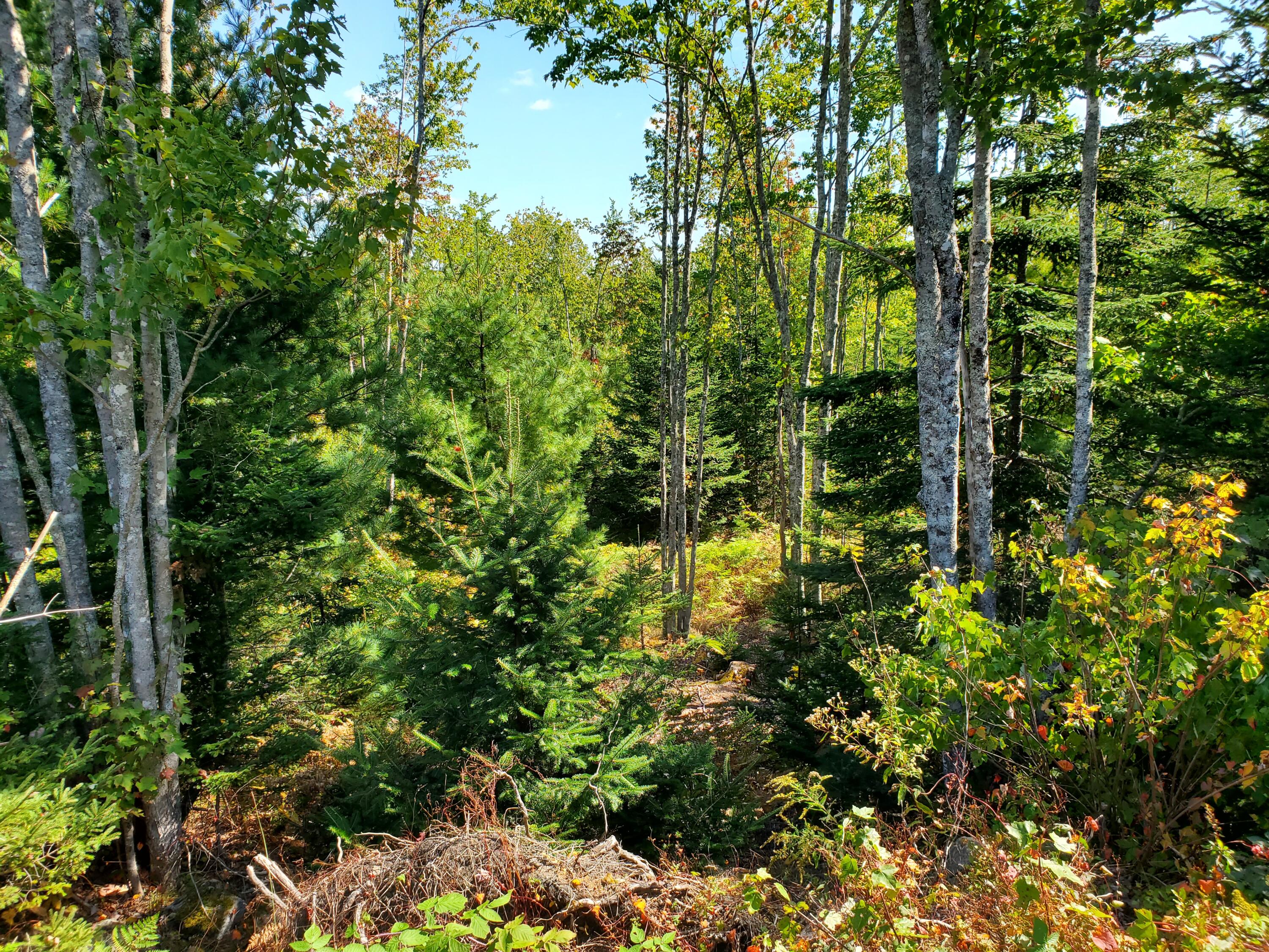 Lot 13-1 West Mcmann & Meadow Roads Addison, ME 04606 - Photo 77 of 88 20240914_125919