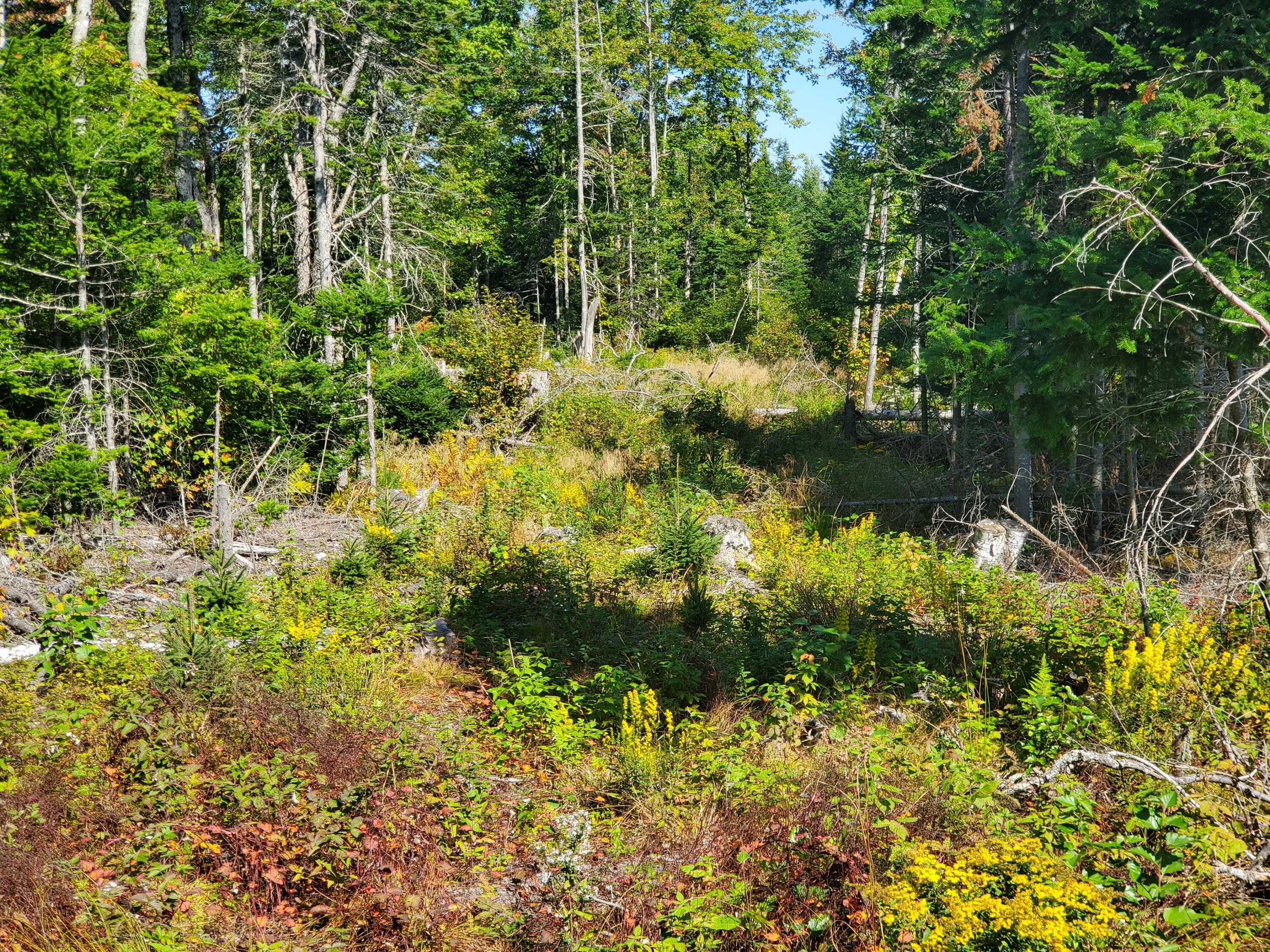 Lot 13-1 West Mcmann & Meadow Roads Addison, ME 04606 - Photo 78 of 88 20240914_125404