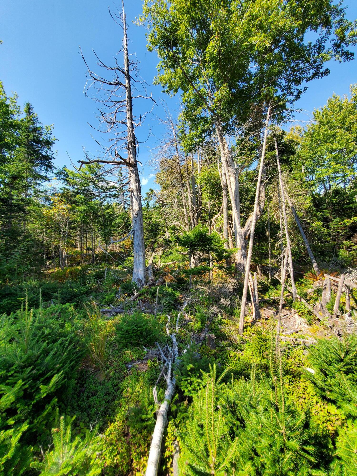 Lot 13-1 West Mcmann & Meadow Roads Addison, ME 04606 - Photo 79 of 88 20240914_125245