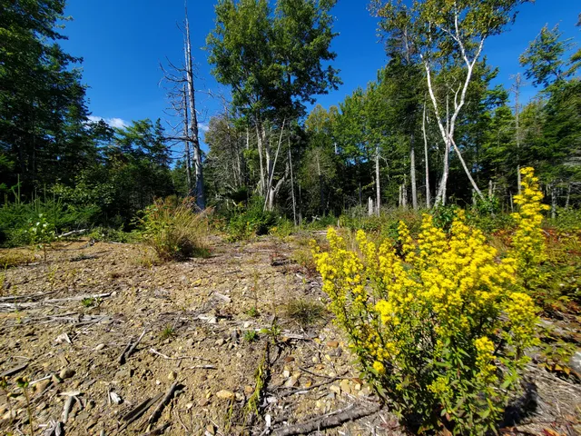 $290,440 | Lot 13-1 West Mcmann & Meadow Roads, Addison, ME 04606