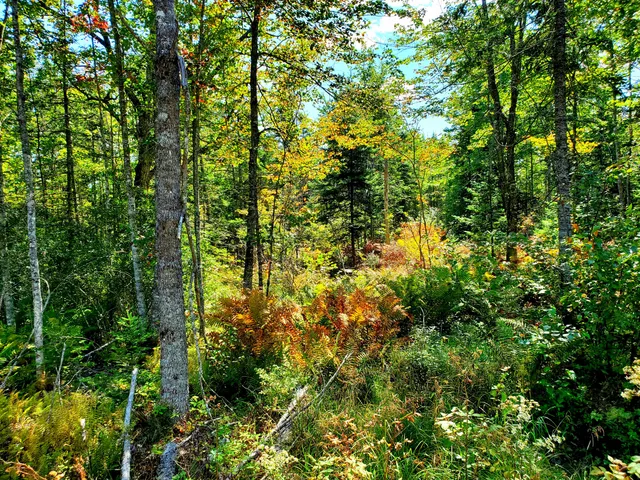 $290,440 | Lot 13-1 West Mcmann & Meadow Roads, Addison, ME 04606