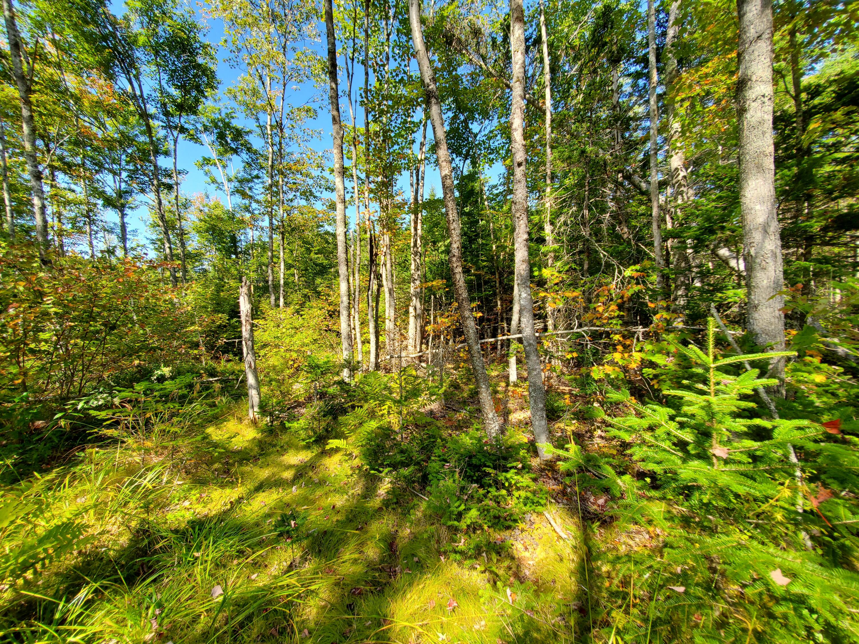 Lot 13-1 West Mcmann & Meadow Roads Addison, ME 04606 - Photo 82 of 88 20240914_124229
