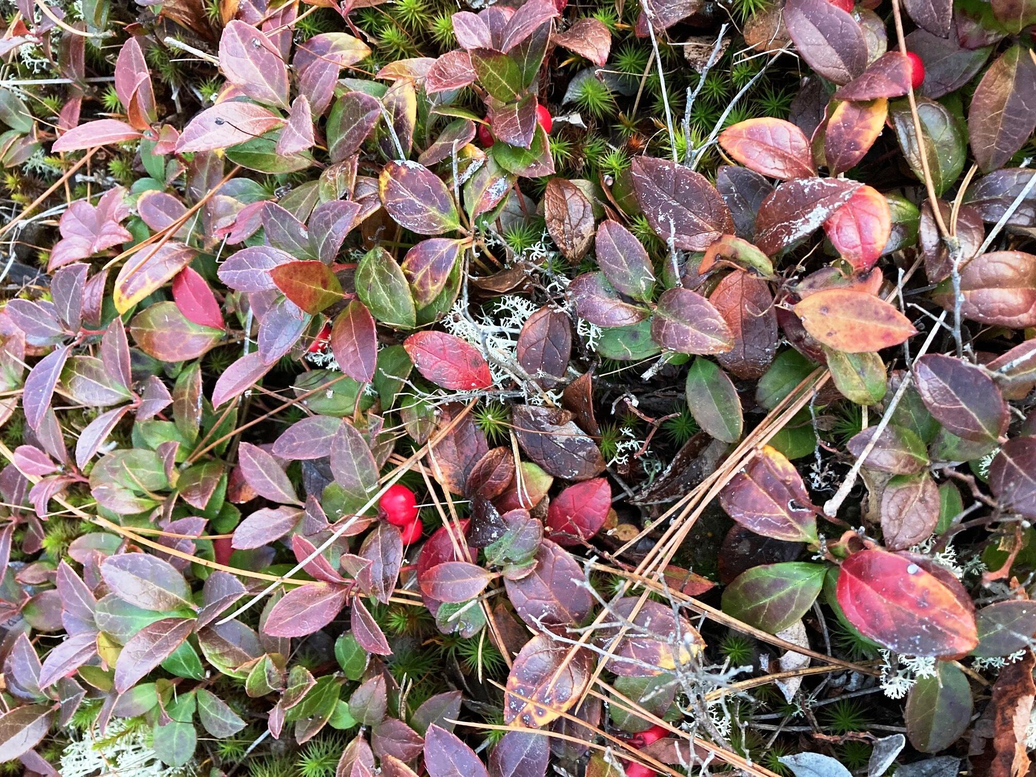 Lot 13-1 West Mcmann & Meadow Roads Addison, ME 04606 - Photo 9 of 88 cranberries