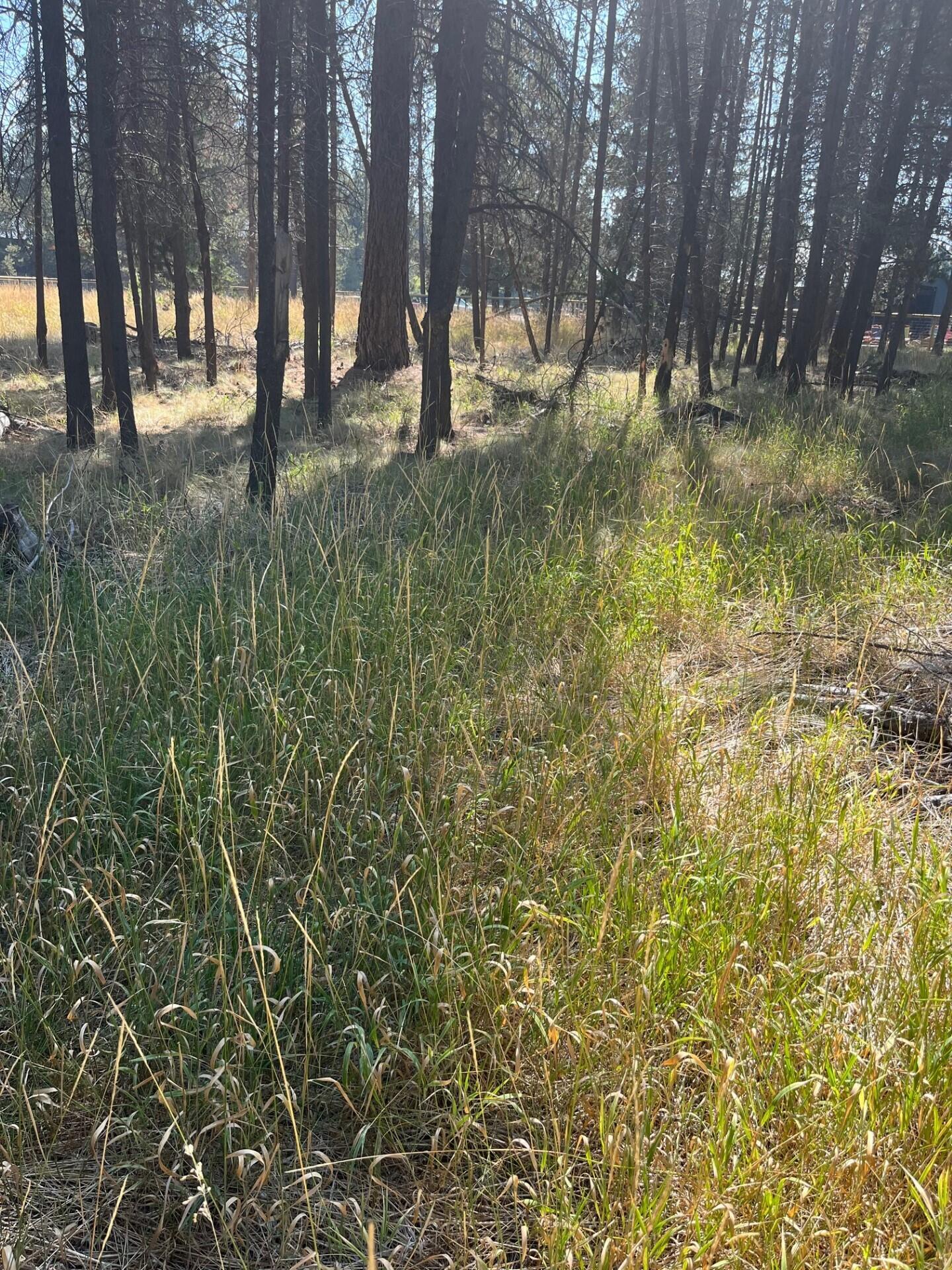 17123 Spring River Road, Unit 14 Bend, OR 97707 - Photo 2 of 6 a view of yard with trees