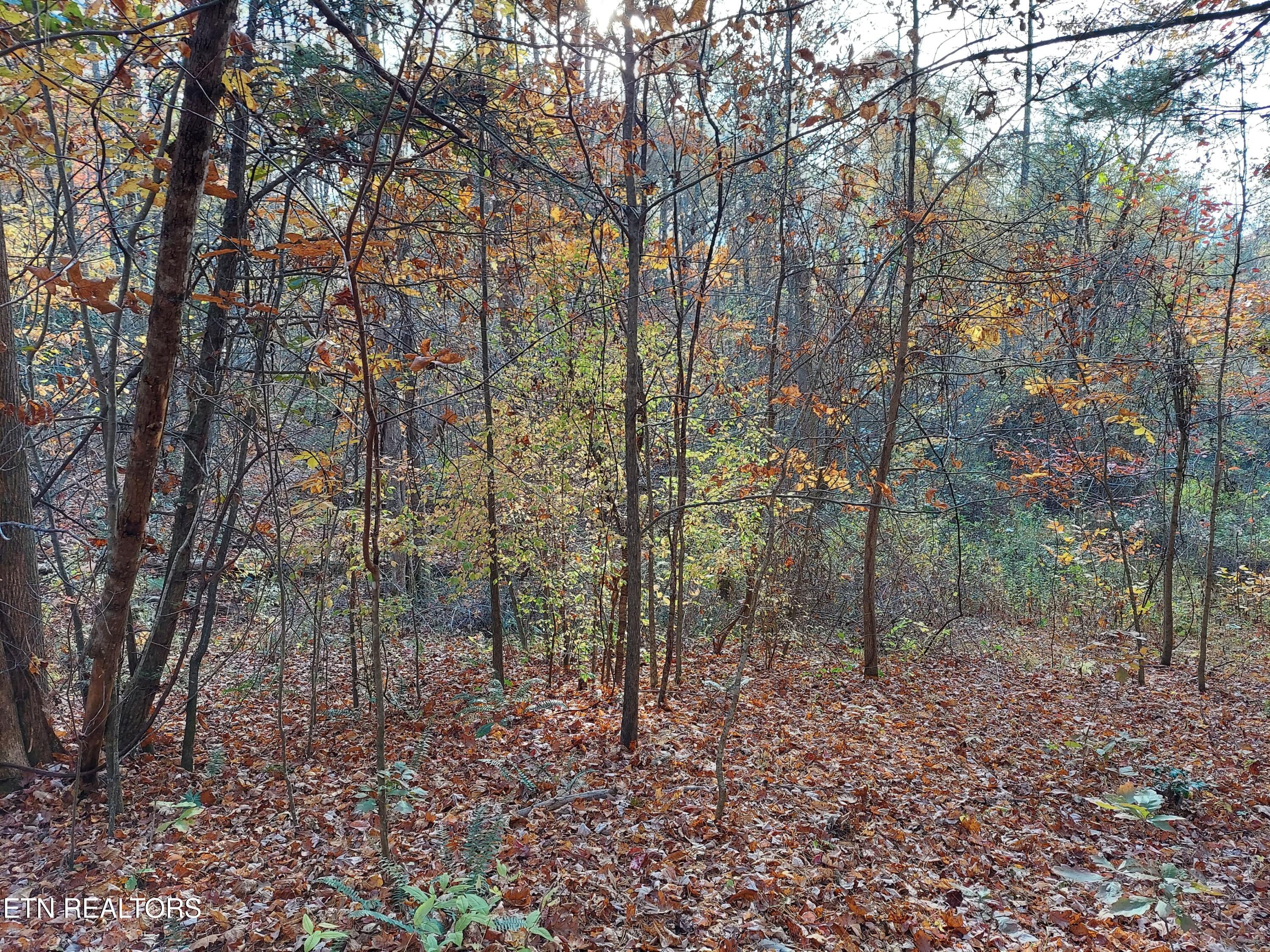 Lot 19 Sugar Maple Way Del Rio, TN 37727 - Photo 1 of 20 279236302_641216944344345_49955615265929