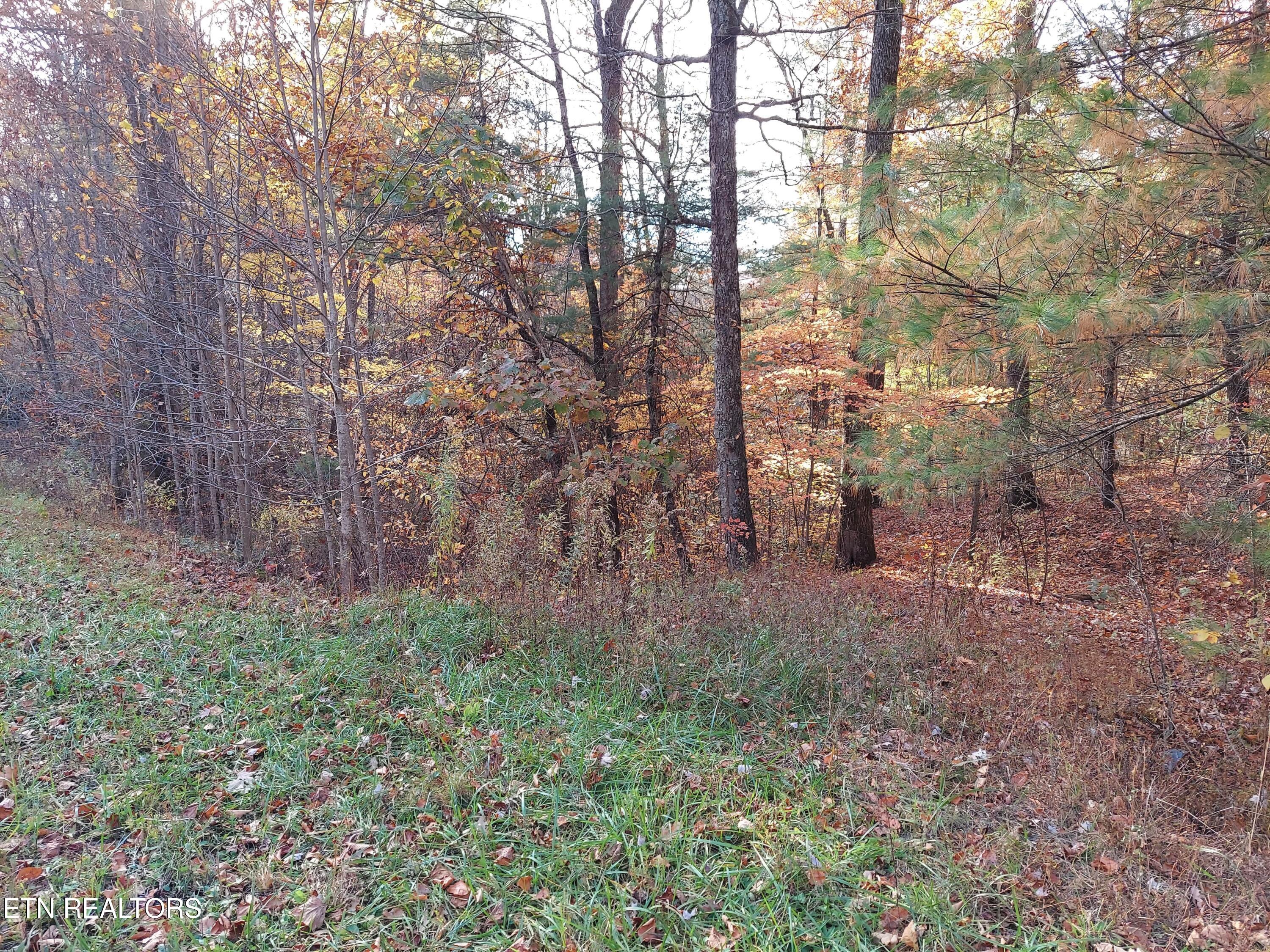 Lot 19 Sugar Maple Way Del Rio, TN 37727 - Photo 11 of 20 312500360_831163984890734_58634961540895