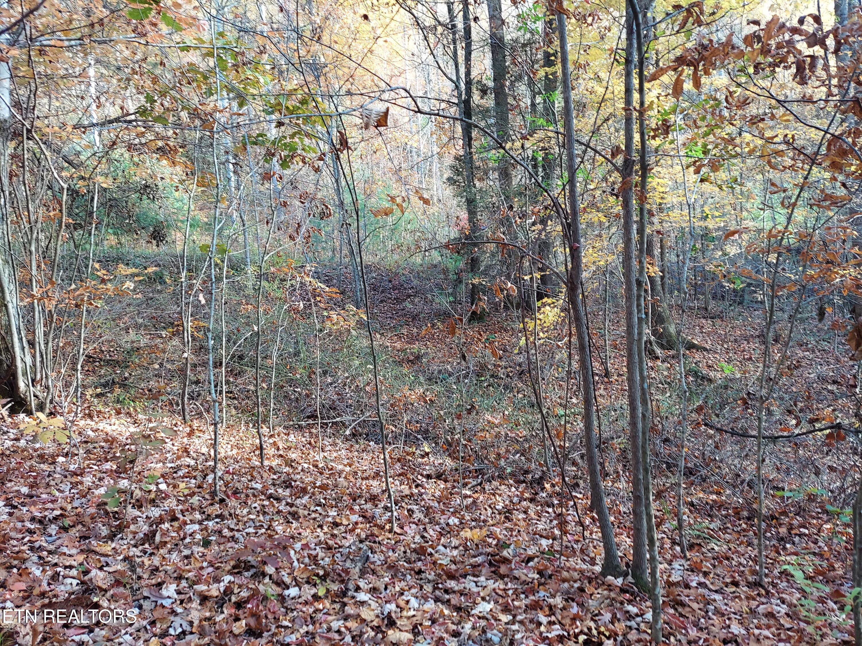 Lot 19 Sugar Maple Way Del Rio, TN 37727 - Photo 13 of 20 312599193_870683837643312_77496802328881