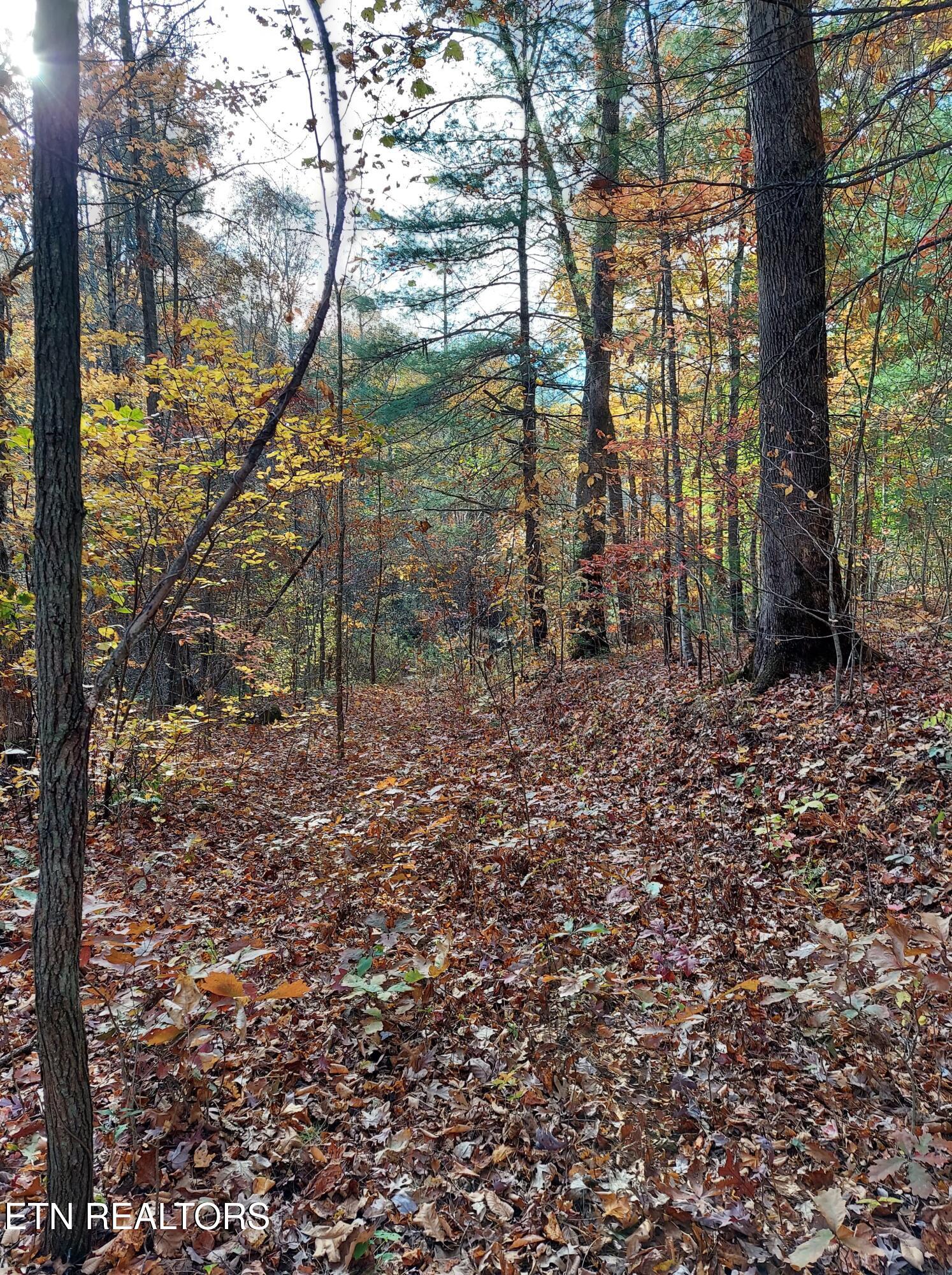 Lot 19 Sugar Maple Way Del Rio, TN 37727 - Photo 15 of 20 312646403_466211102020398_10382356869665