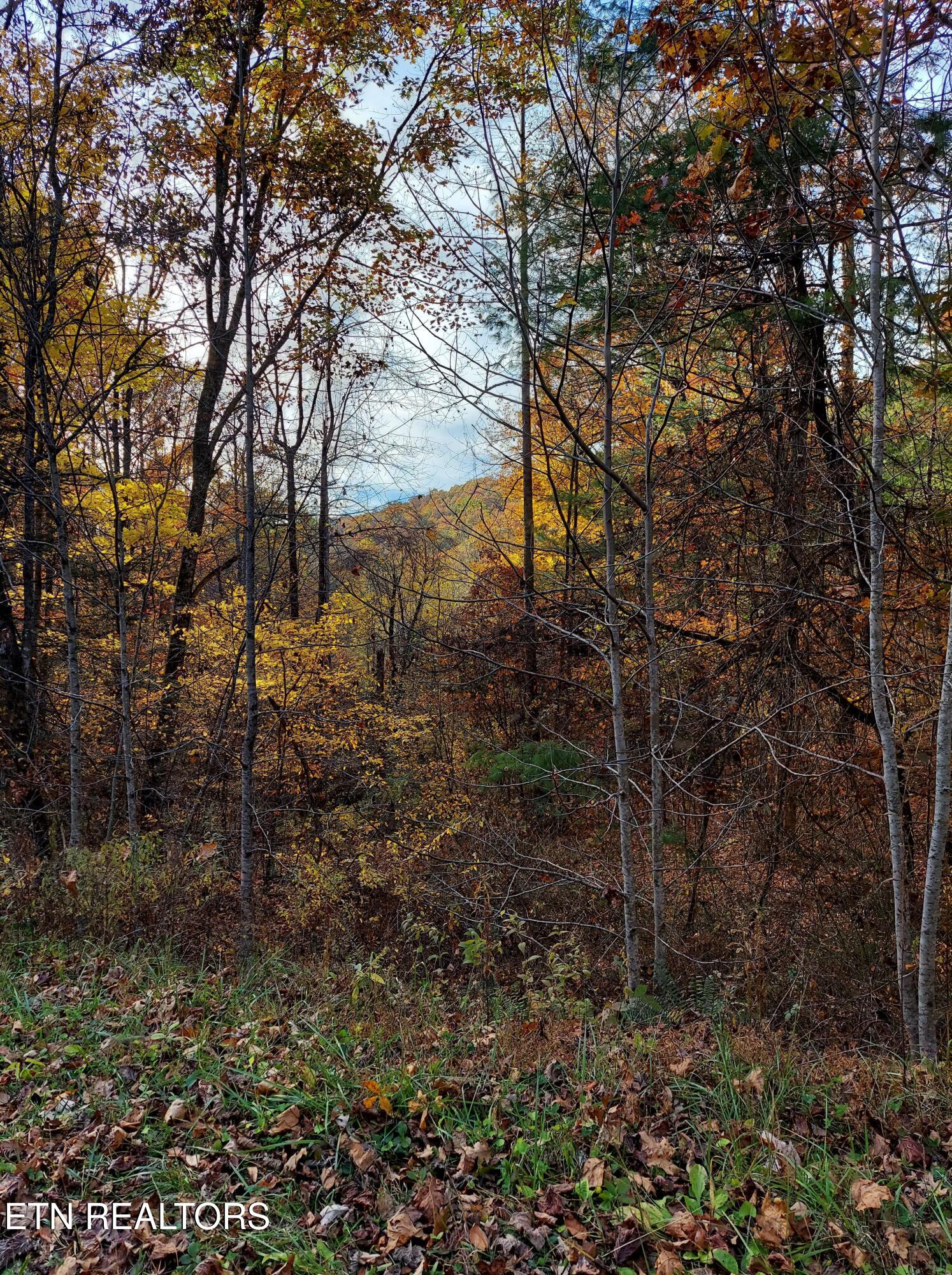 Lot 19 Sugar Maple Way Del Rio, TN 37727 - Photo 4 of 20 308663003_786321125765914_25887202848399