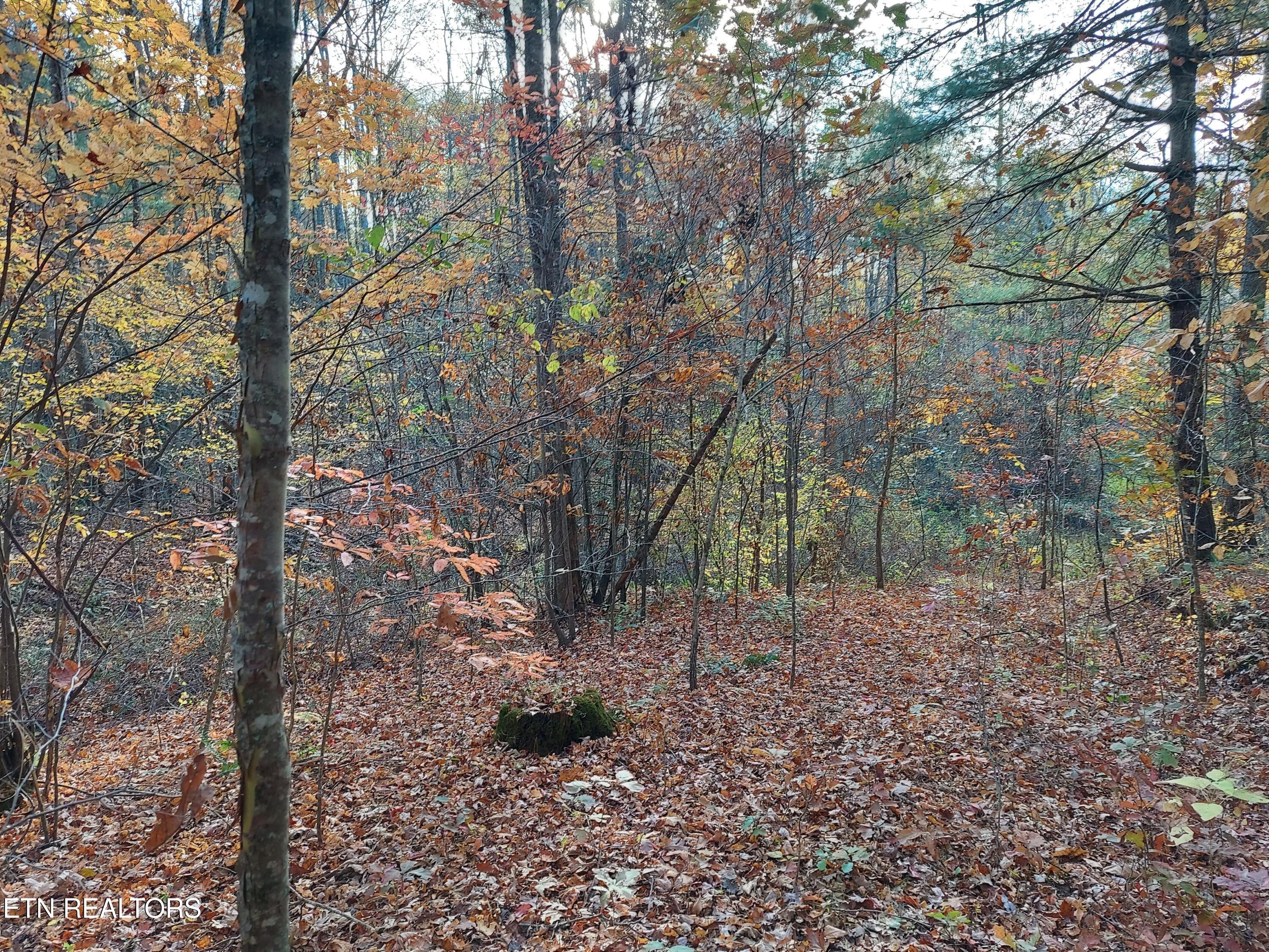 Lot 19 Sugar Maple Way Del Rio, TN 37727 - Photo 5 of 20 main