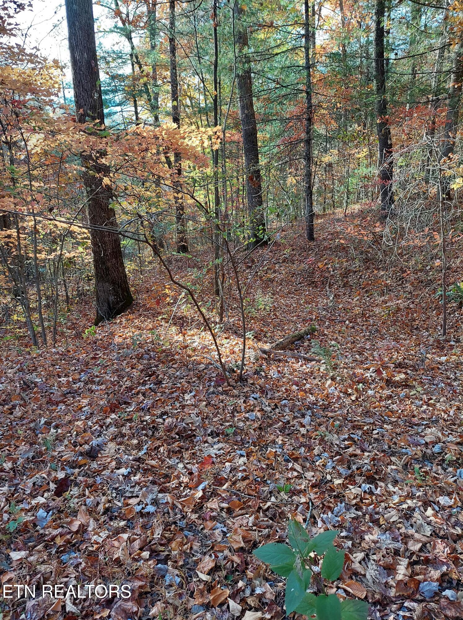 Lot 19 Sugar Maple Way Del Rio, TN 37727 - Photo 7 of 20 312176651_852134672463945_80751975888690