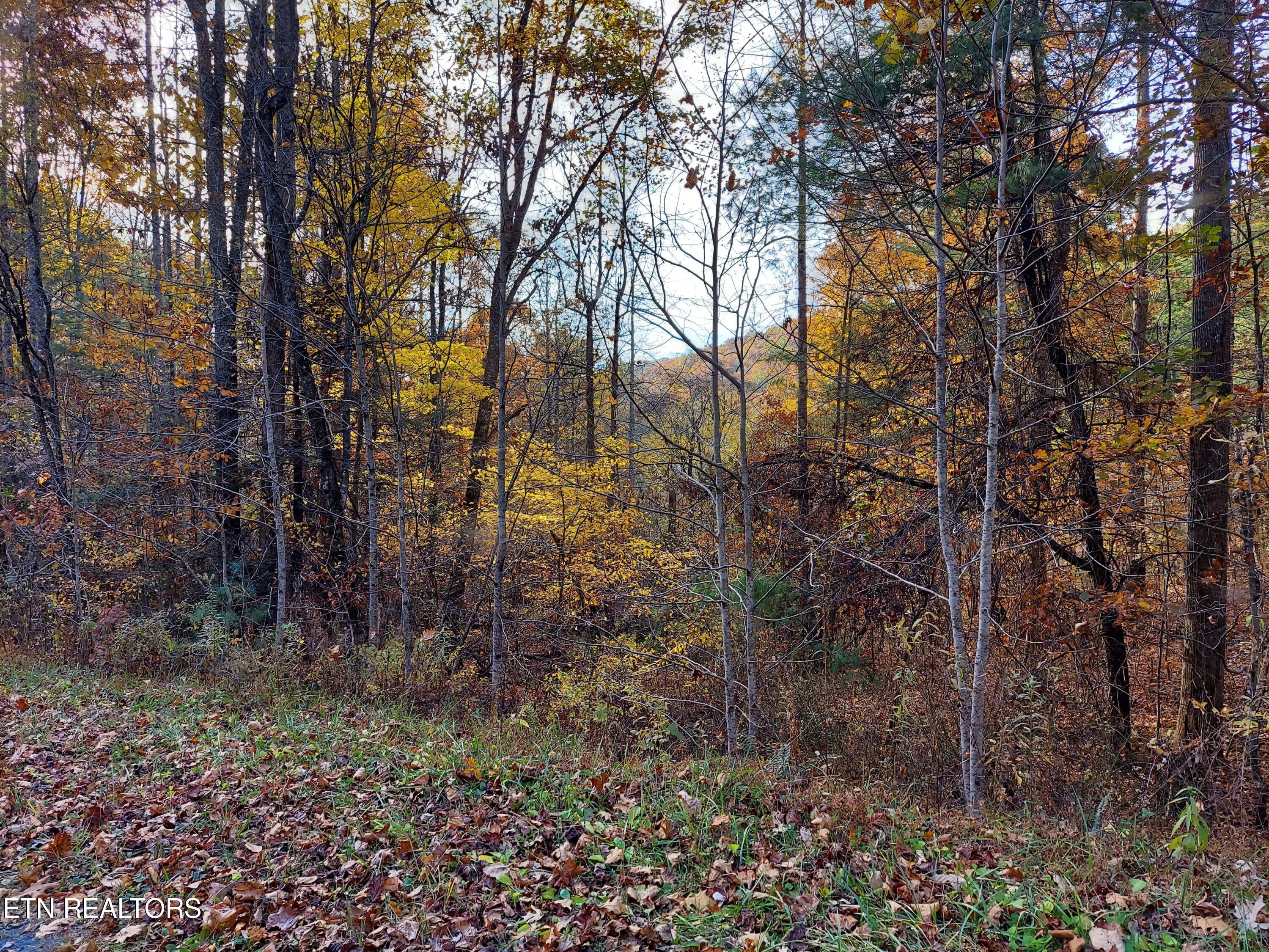 Lot 19 Sugar Maple Way Del Rio, TN 37727 - Photo 8 of 20 312411919_661923495379284_34391704001999