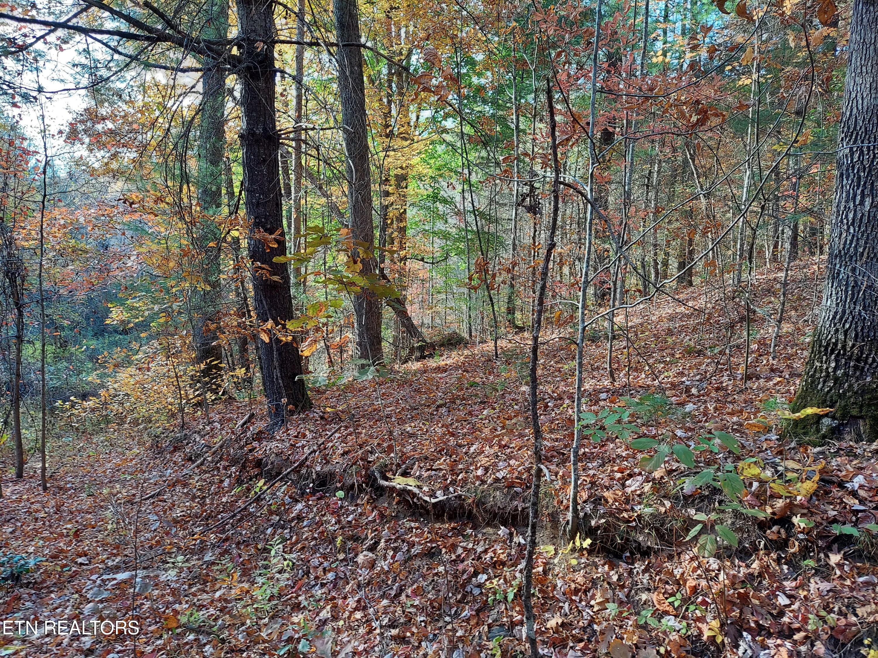 Lot 19 Sugar Maple Way Del Rio, TN 37727 - Photo 10 of 20 312494936_441079498108377_48070967018371