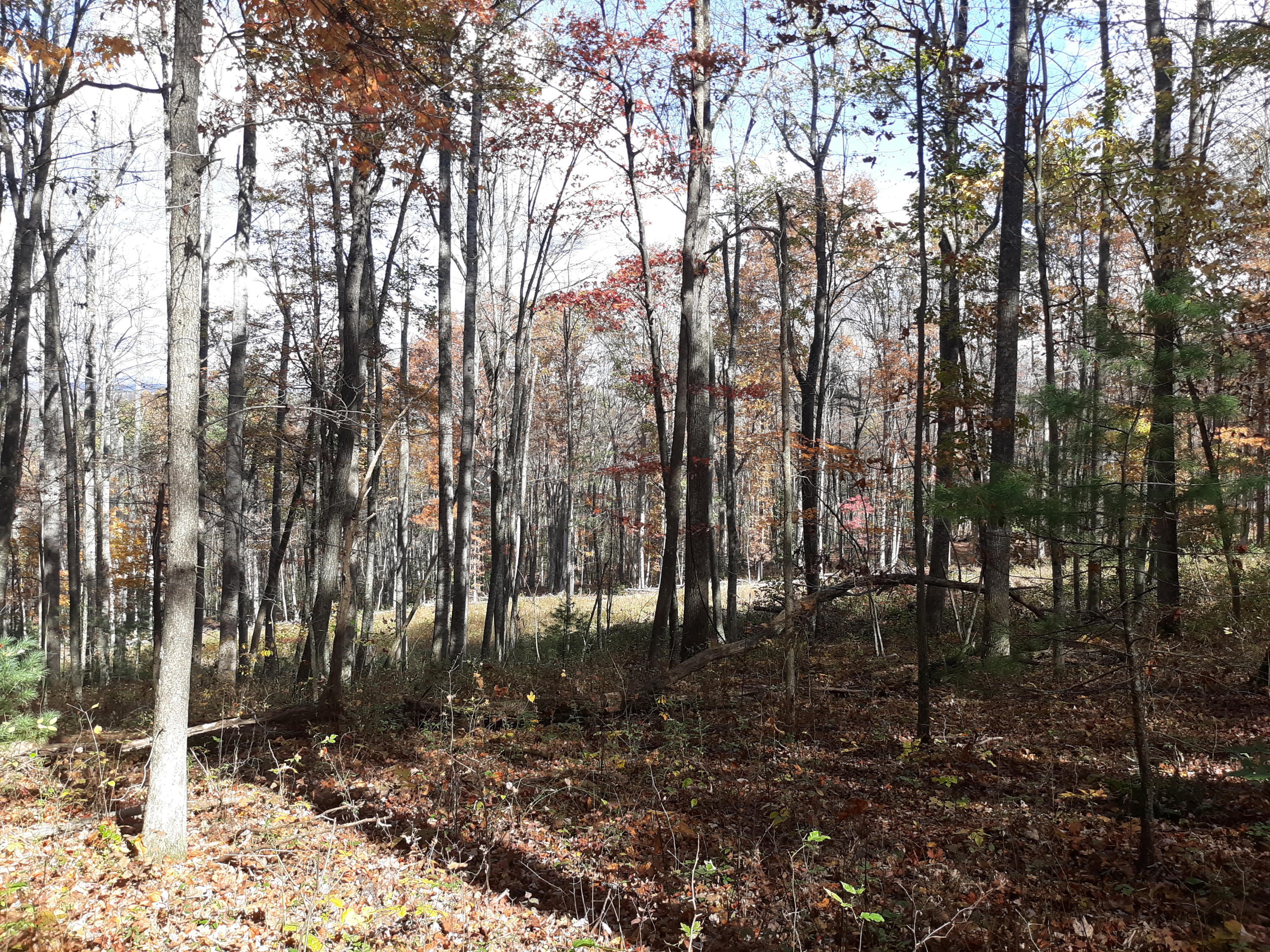 0 Midkiff Road Southeast Floyd, VA 24091 - Photo 4 of 6 a backyard of a house with lots of green space