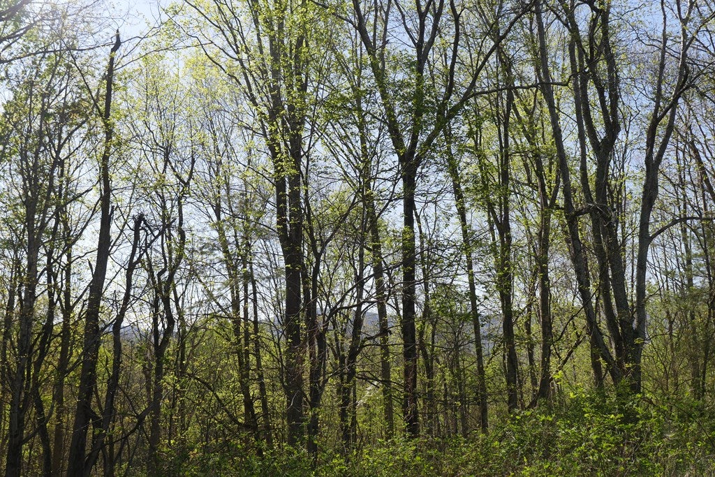 Tbd Camp Road Sugar Grove, VA 24375 - Photo 61 of 67 Gallery Image 61