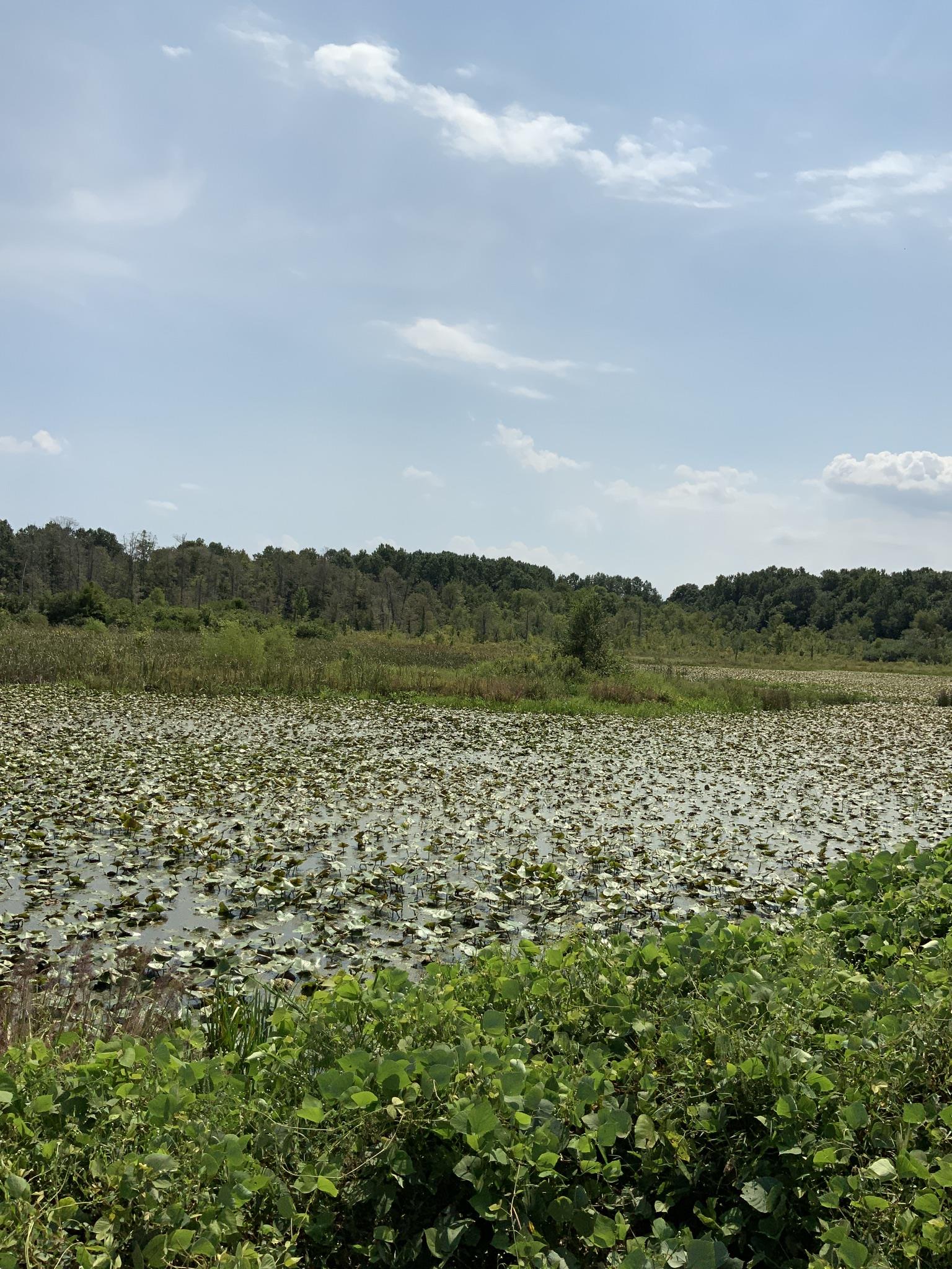 0 Henry Osage Road Henry, TN 38231 - Photo 11 of 15