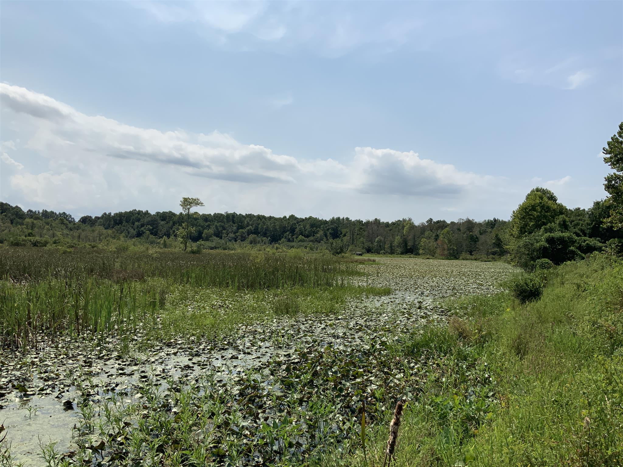0 Henry Osage Road Henry, TN 38231 - Photo 12 of 15