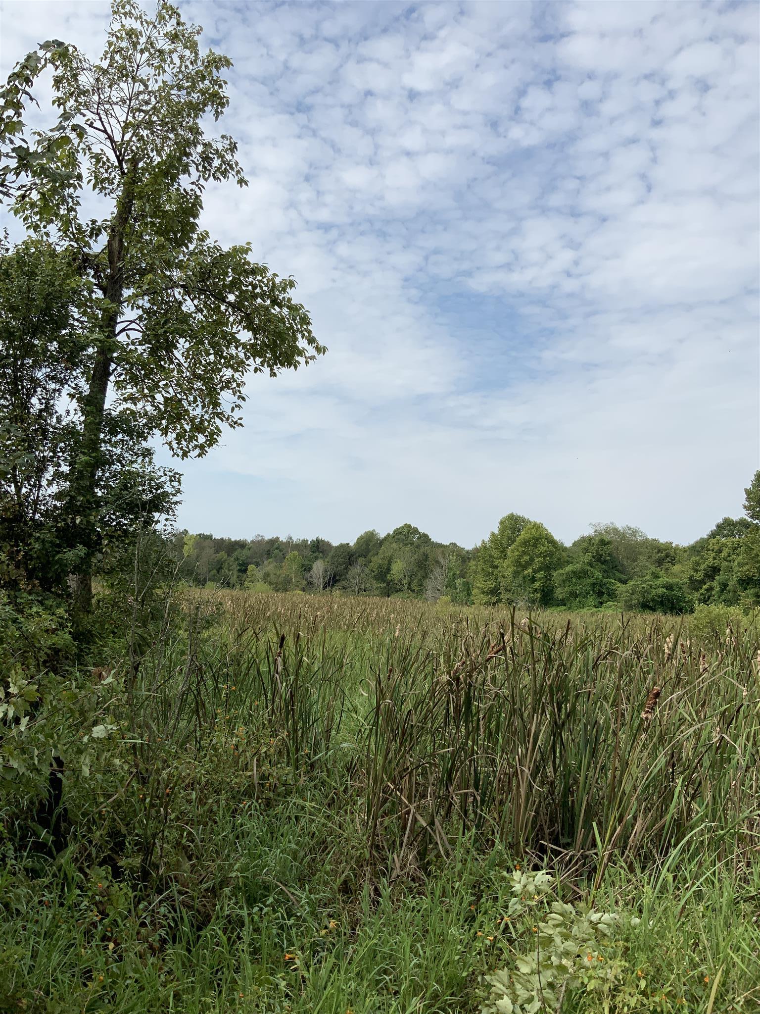 0 Henry Osage Road Henry, TN 38231 - Photo 13 of 15