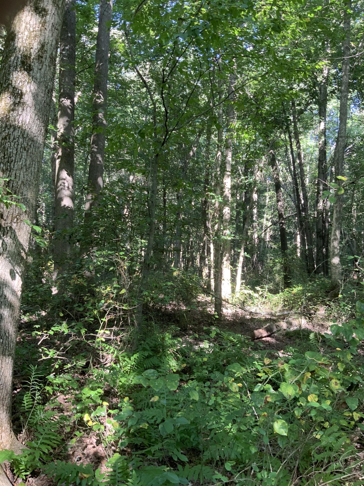 0 Henry Osage Road Henry, TN 38231 - Photo 6 of 15