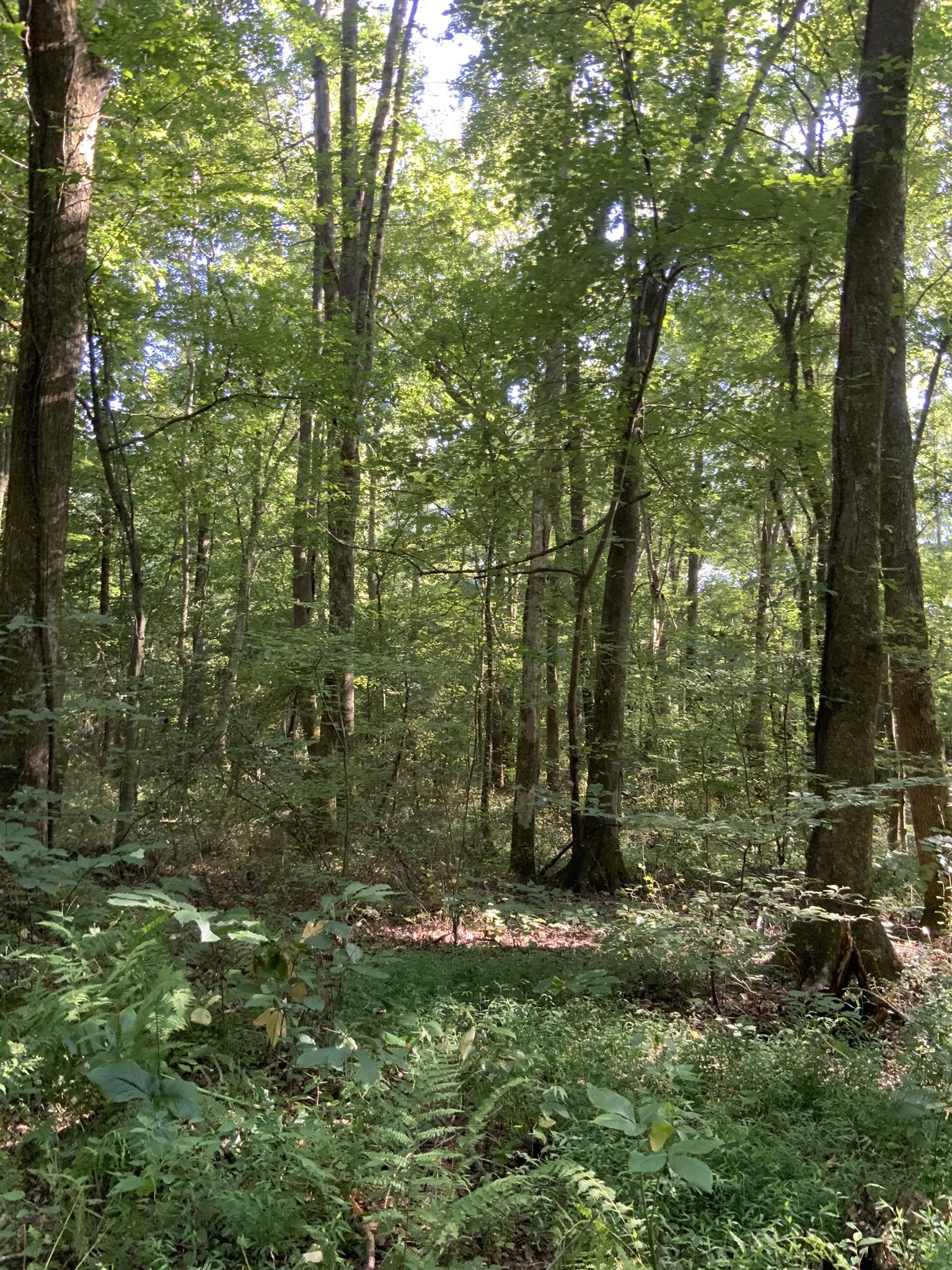 0 Henry Osage Road Henry, TN 38231 - Photo 10 of 15