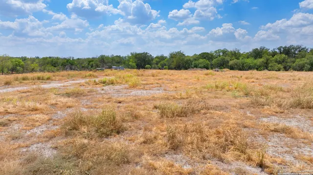 a view of a lush green forest