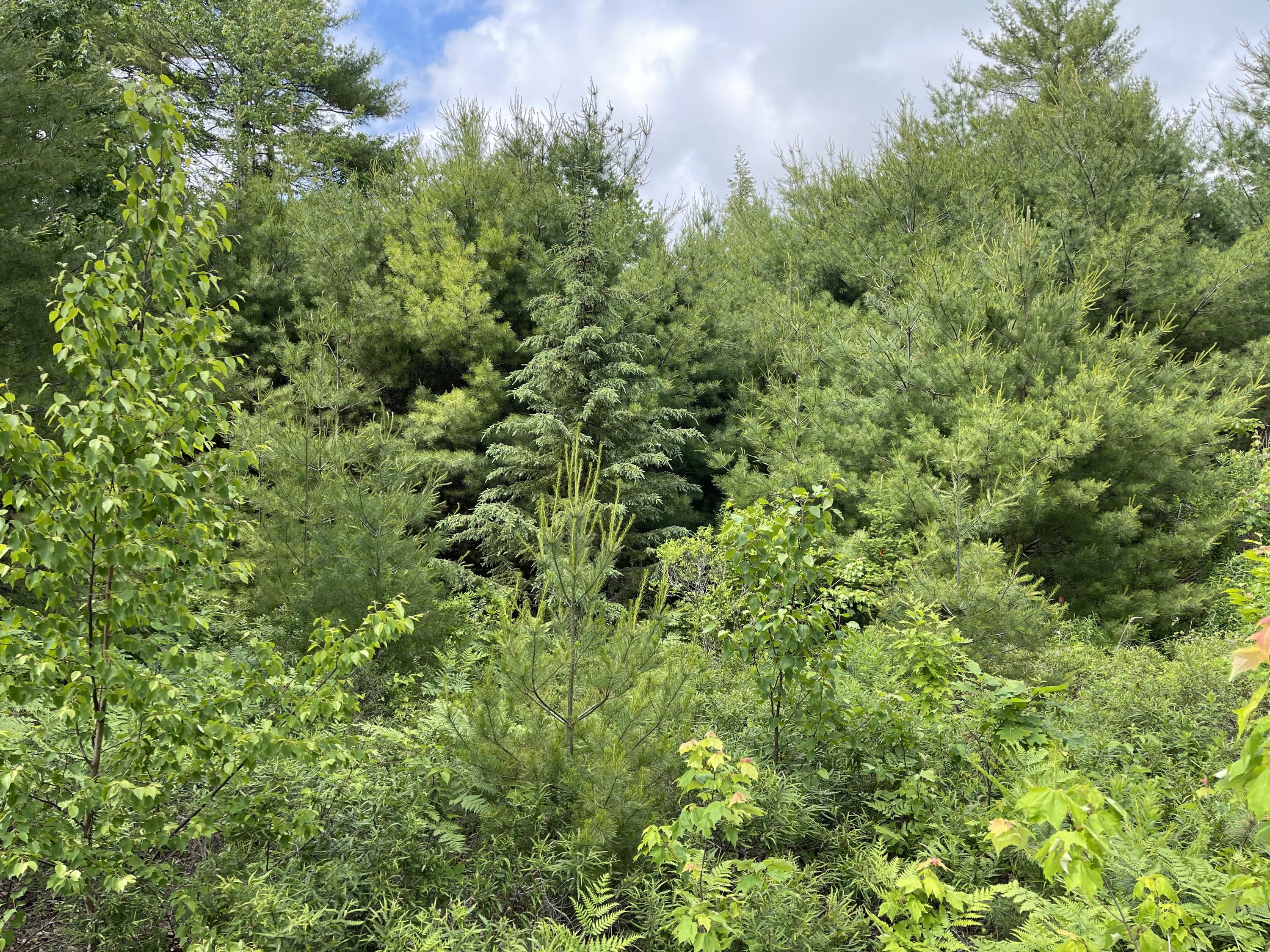 Lot 6-17 Natures Way Steep Falls, ME 04085 - Photo 6 of 20 IMG_1474