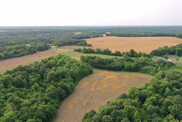 a view of a yard with plants
