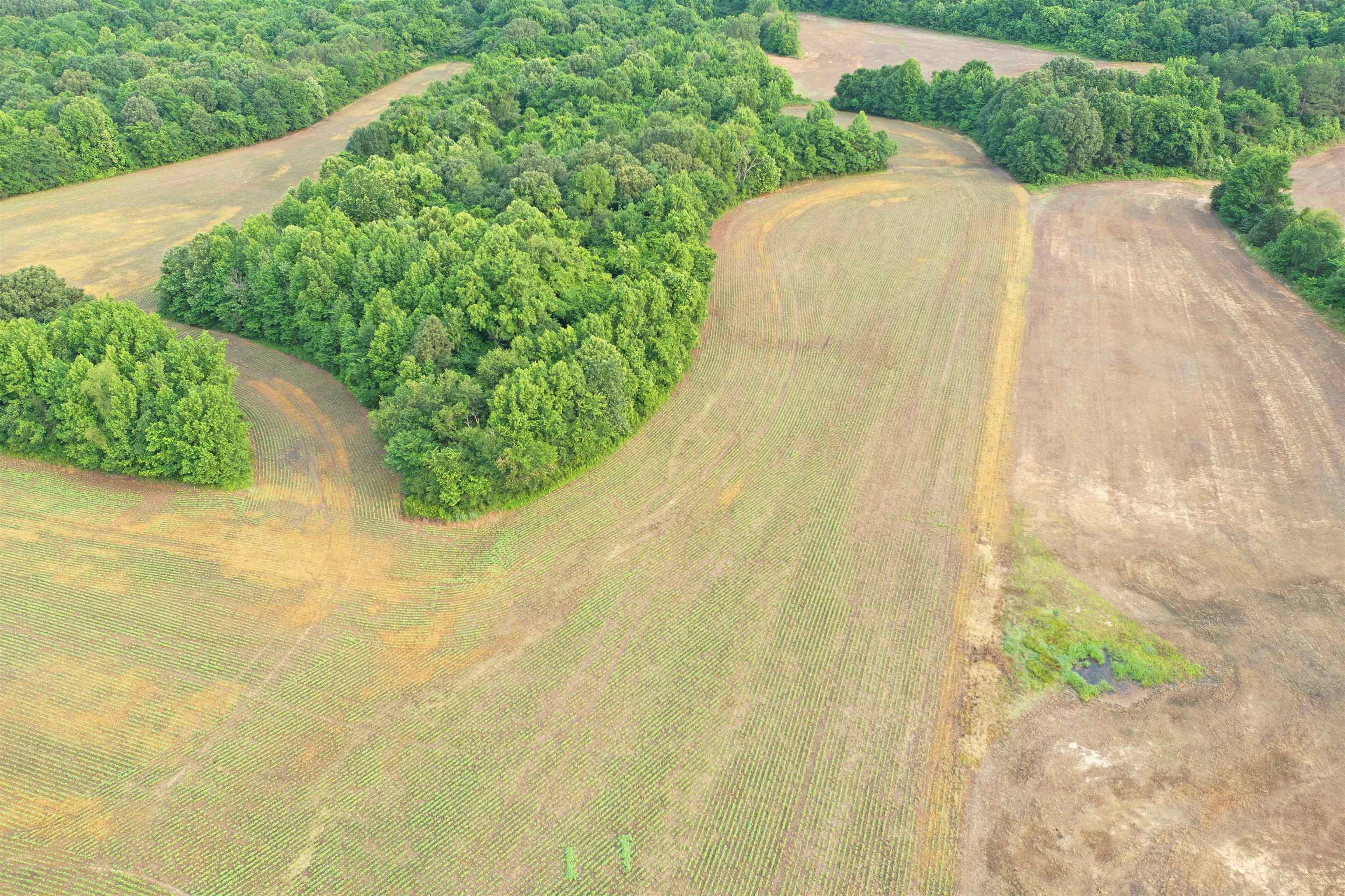 1858 Denmark Jackson Road Denmark, TN 38391 - Photo 30 of 35 a view of a yard with plants