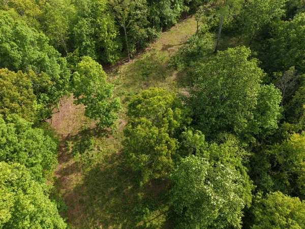 a view of a lush green forest