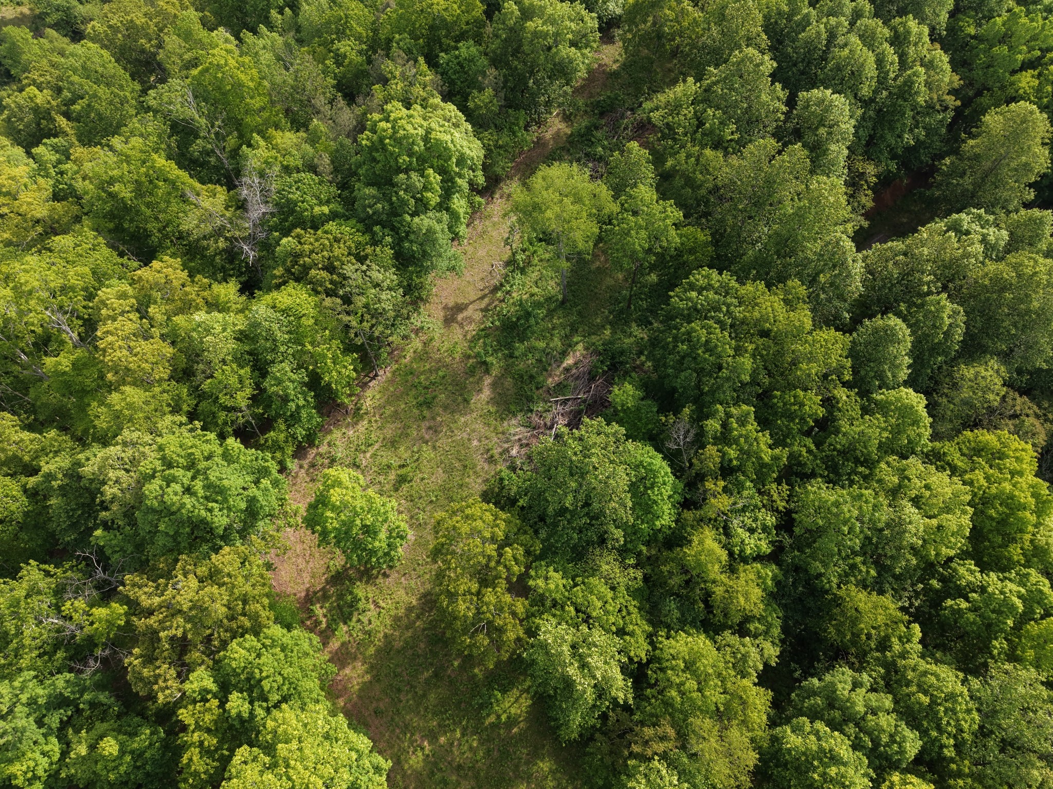 0 Bethel Road Pulaski, TN 38478 - Photo 12 of 29 a view of a lush green forest with houses