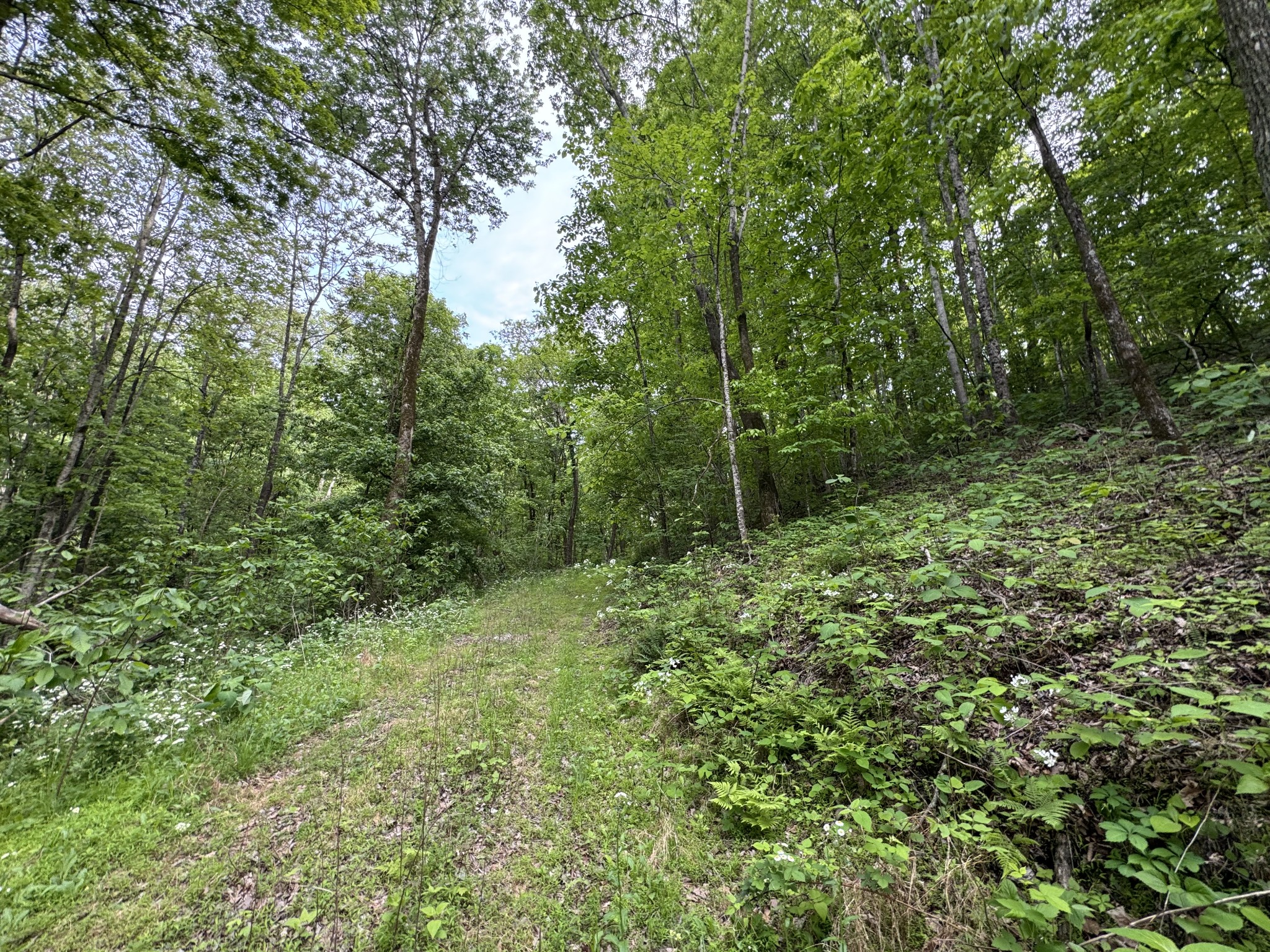 0 Bethel Road Pulaski, TN 38478 - Photo 16 of 29 a view of a forest with trees in the background