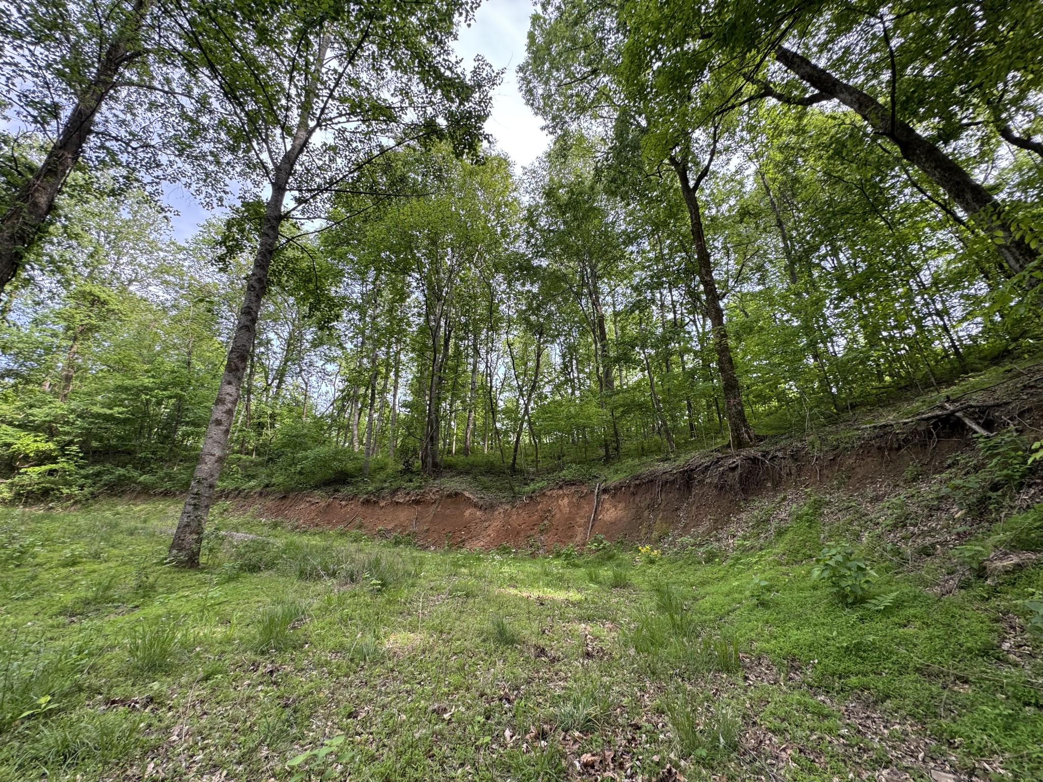 0 Bethel Road Pulaski, TN 38478 - Photo 17 of 29 a big yard with lots of green space and deers