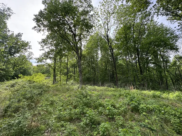 a big yard with lots of green space and deers