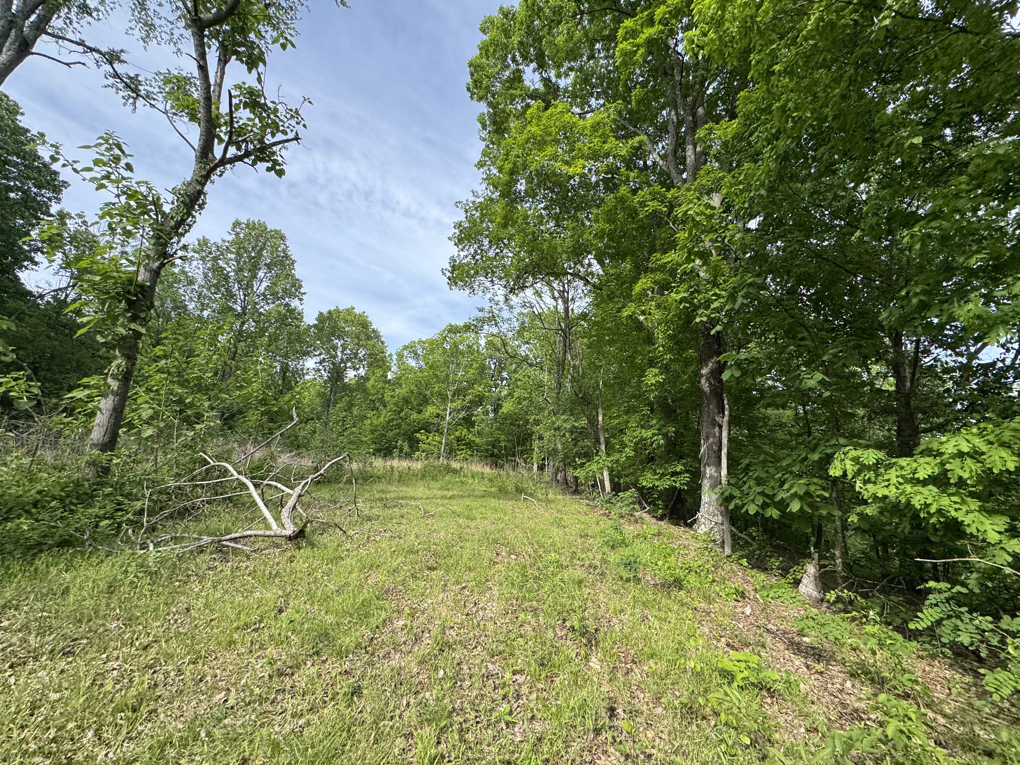 0 Bethel Road Pulaski, TN 38478 - Photo 21 of 29 a big yard with lots of green space and trees all around