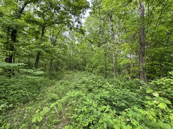 a view of a lush green forest