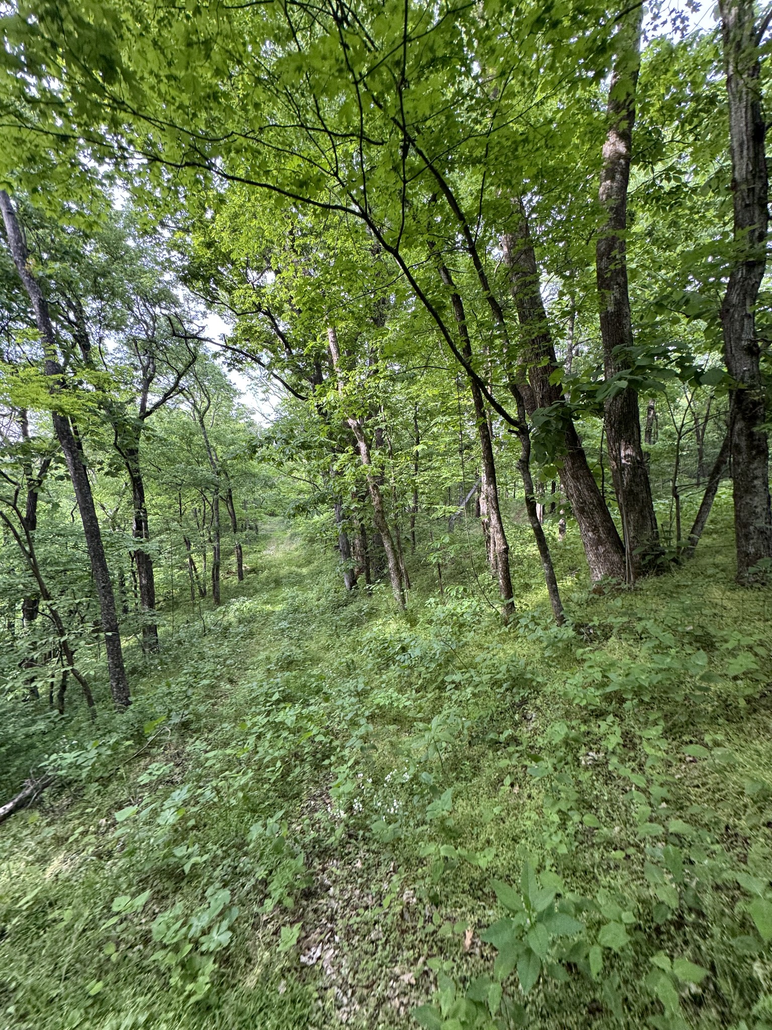 0 Bethel Road Pulaski, TN 38478 - Photo 24 of 29 a view of outdoor space and green space