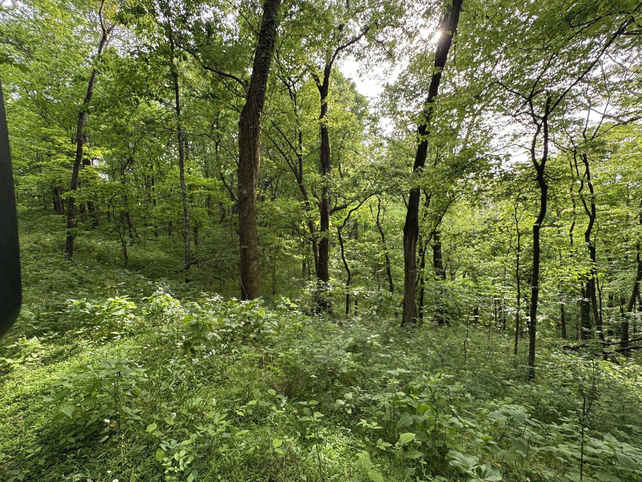 0 Bethel Road Pulaski, TN 38478 - Photo 26 of 29 a view of a lush green forest