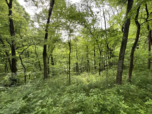 a view of a lush green forest